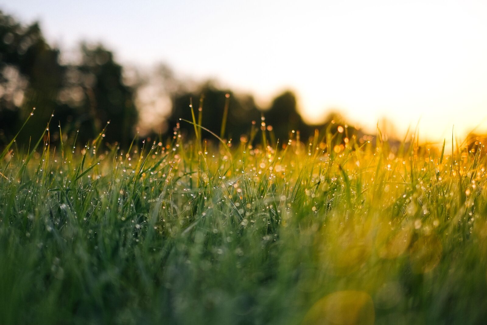 Fujifilm X-E1 + Fujifilm XF 35mm F1.4 R sample photo. Depth of field, dew photography