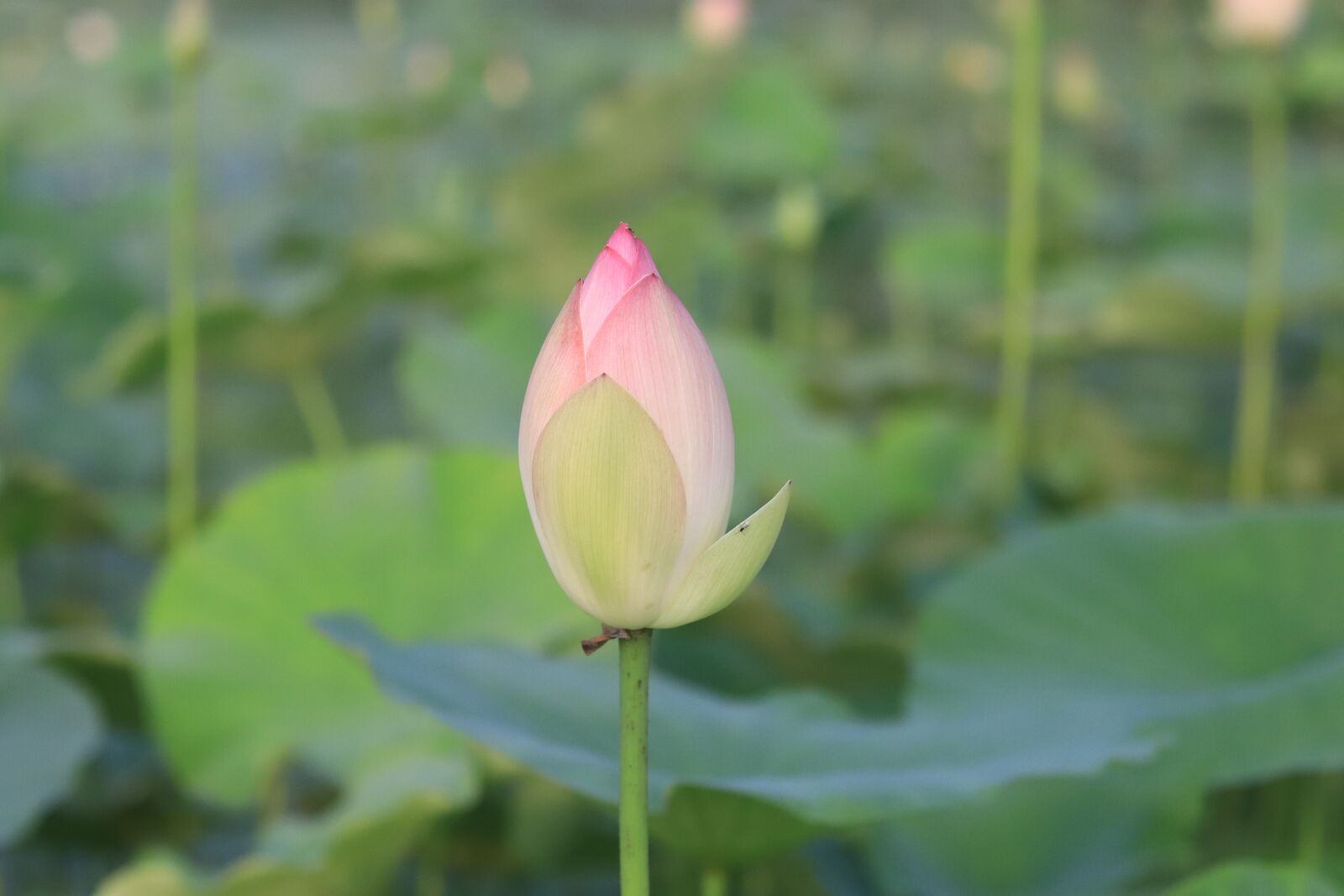 Canon EOS 800D (EOS Rebel T7i / EOS Kiss X9i) + Canon EF 50mm F1.8 STM sample photo. Lotus, blooming, bloom photography
