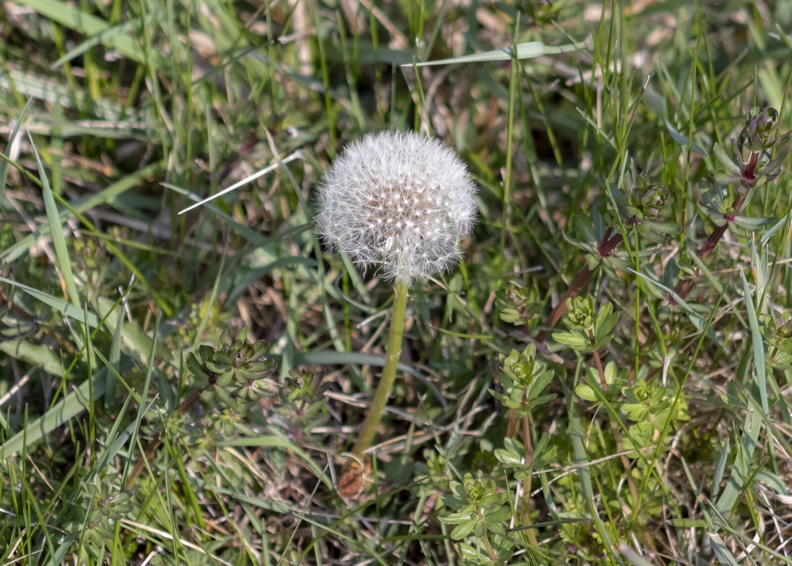 Canon EF75-300mm f/4-5.6 sample photo. Dandelion, dressing-gown dandelion, flower photography