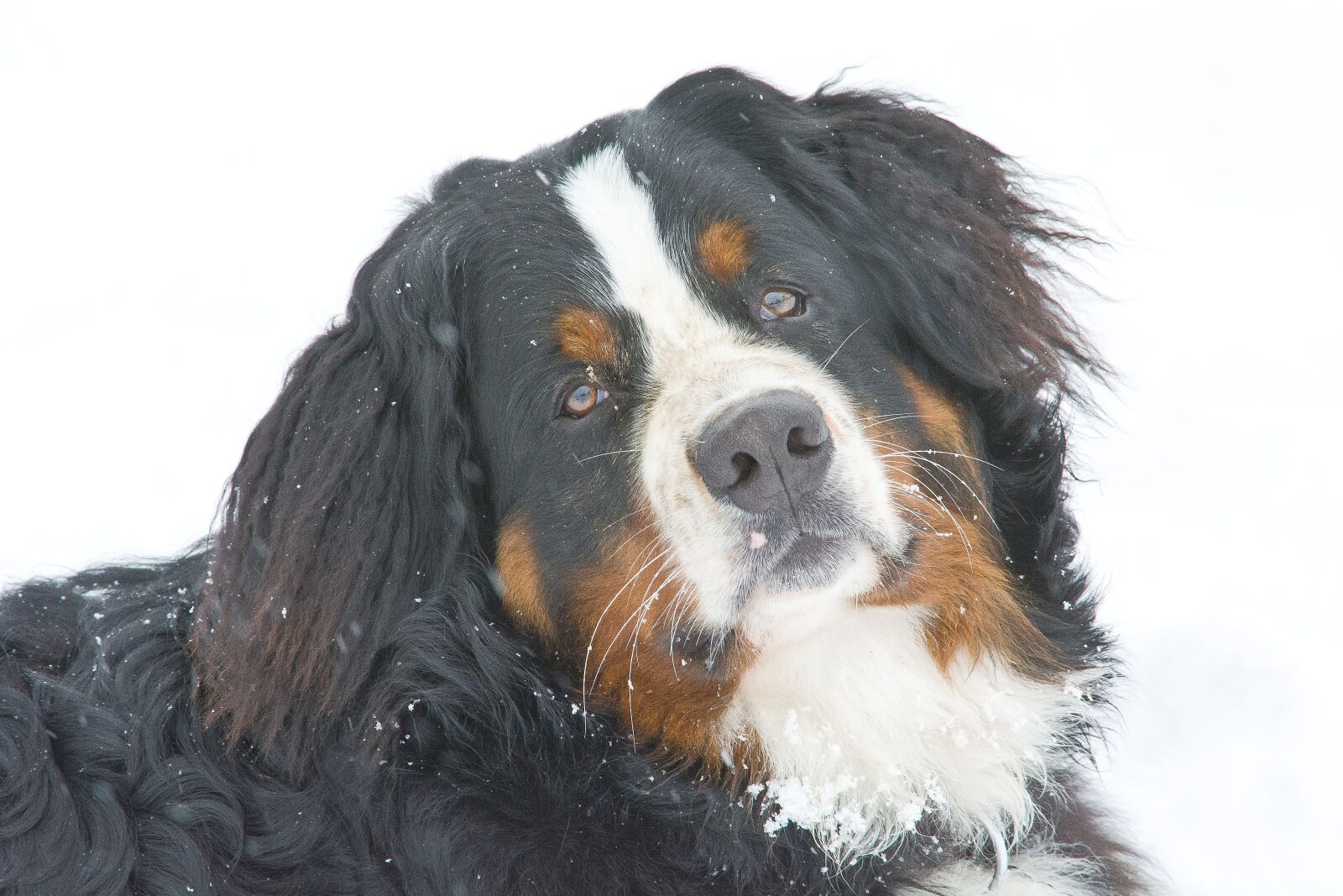 Nikon D7100 sample photo. Dog portrait, snow, pet photography
