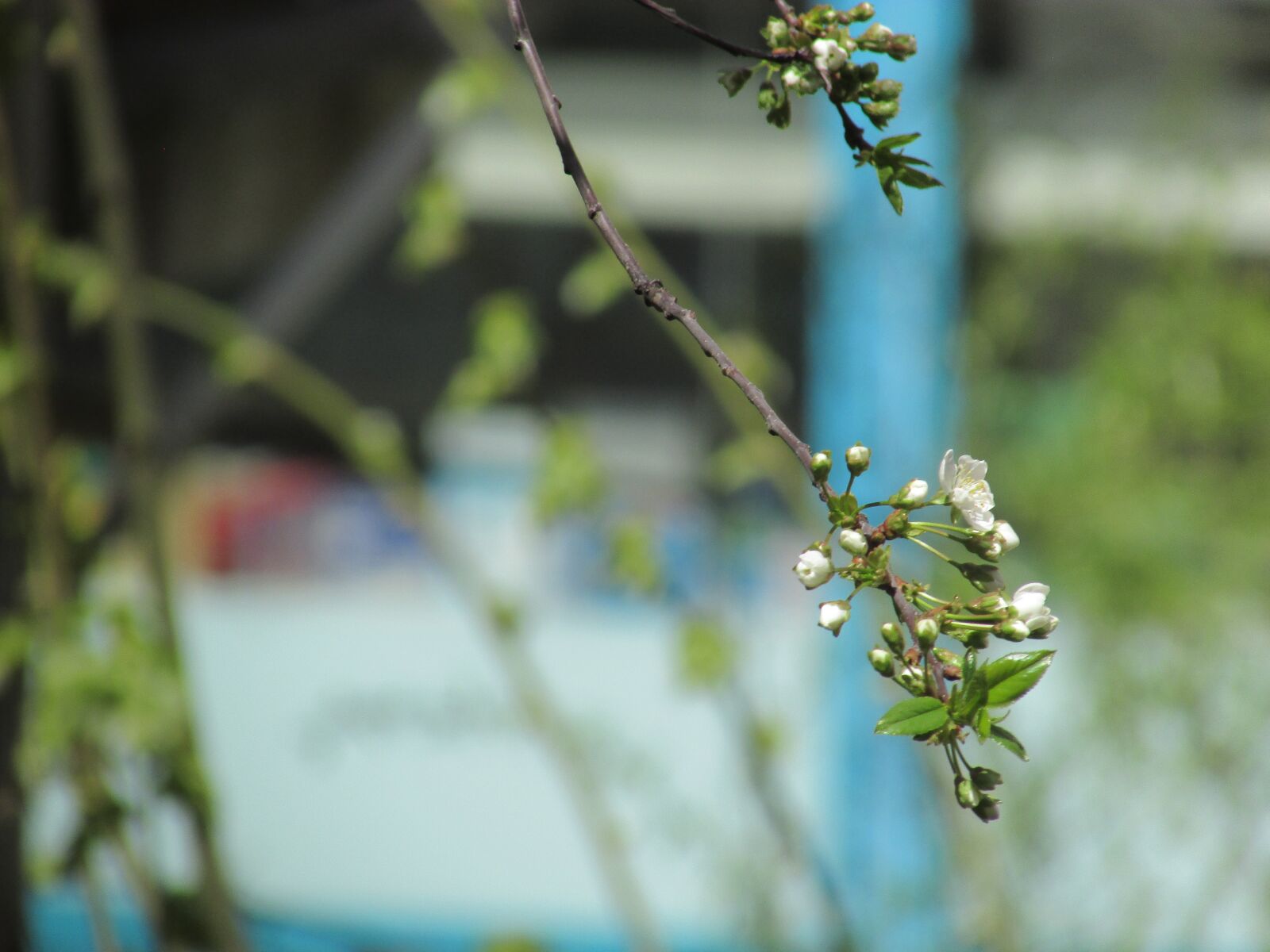 Canon PowerShot SX400 IS sample photo. Cherry, aqil, tree branch photography
