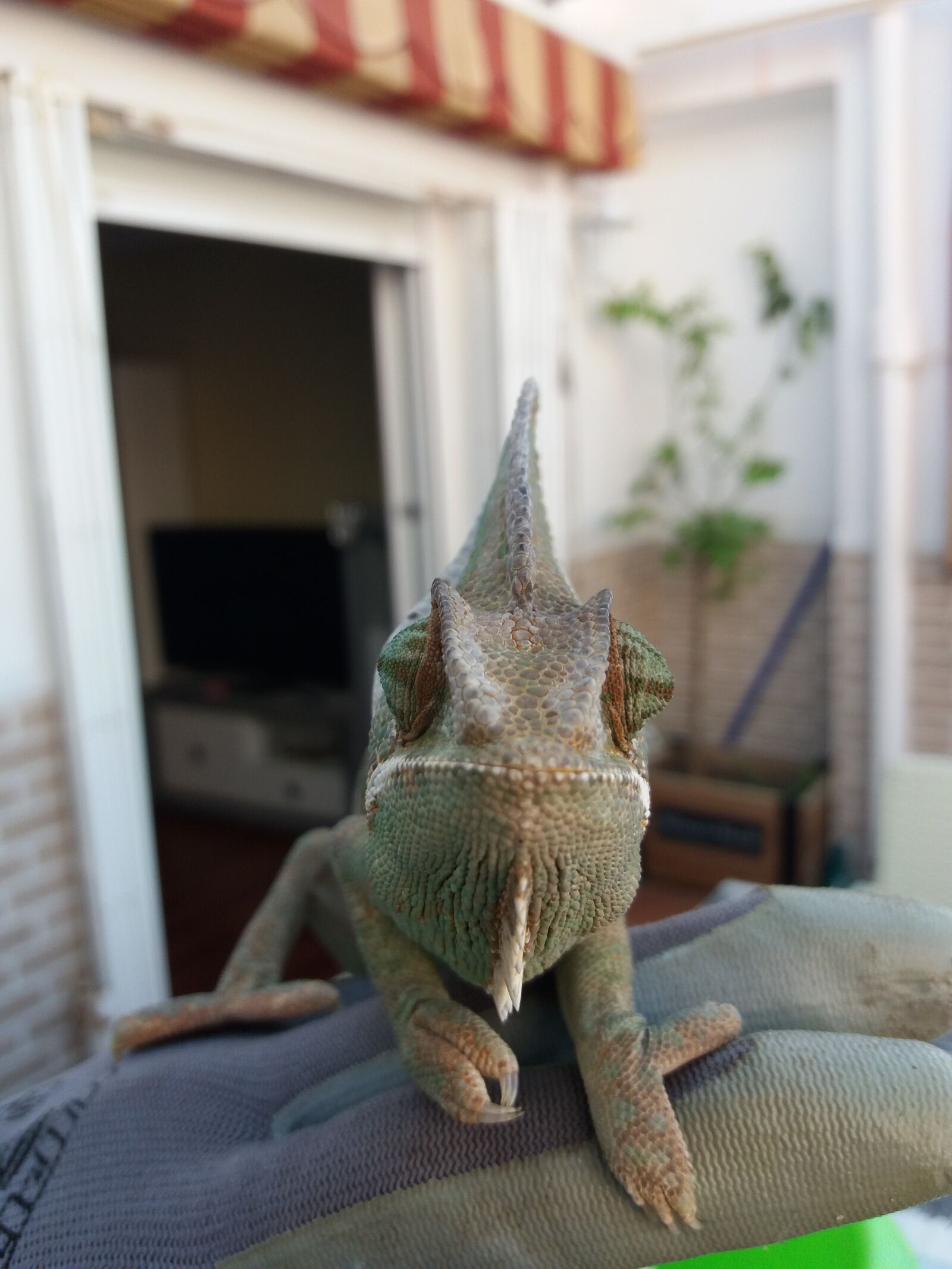 Samsung Galaxy J5(2016) sample photo. Wood, chameleon, house photography