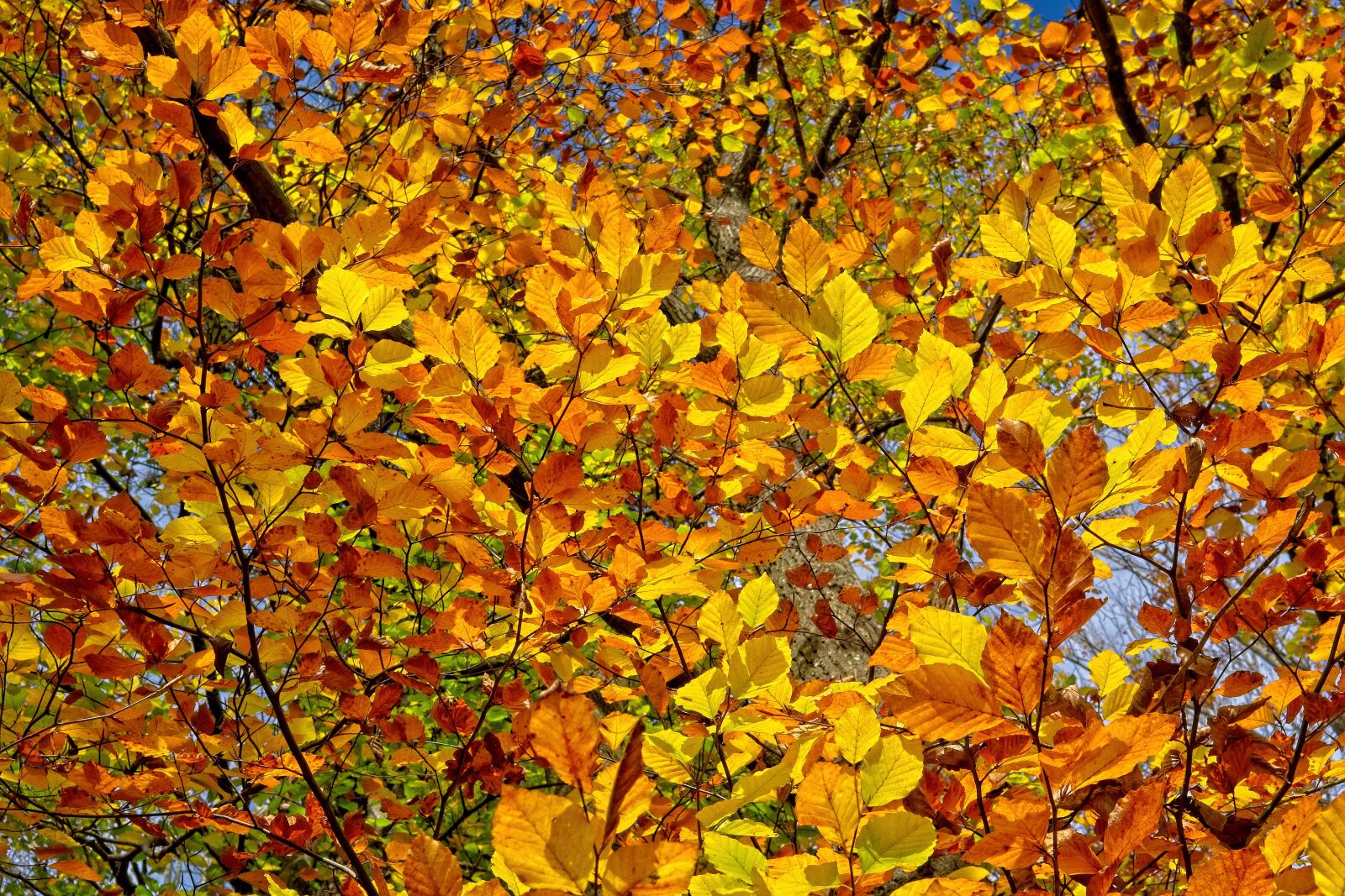 Nikon D7100 sample photo. Background, texture, pattern photography