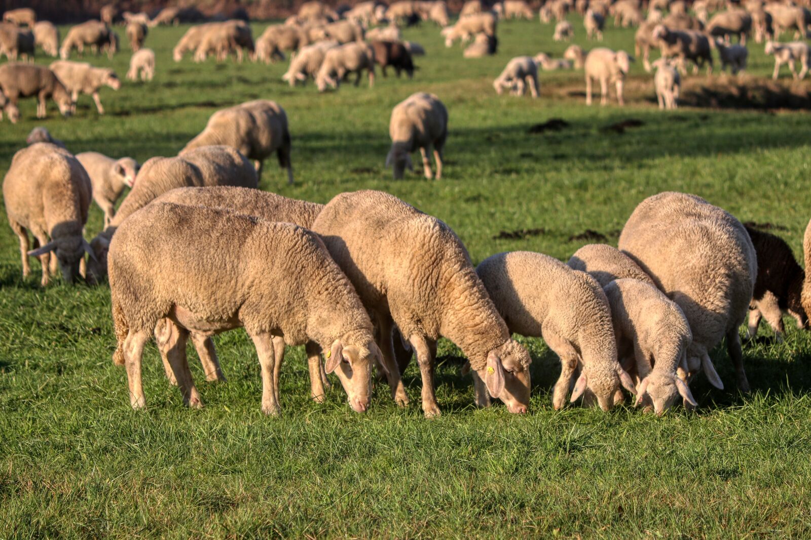 Canon EOS 80D + Canon EF-S 55-250mm F4-5.6 IS II sample photo. Flock of sheep, flock photography