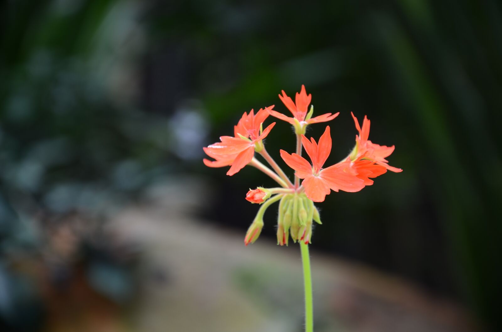 Nikon D7000 sample photo. Flower, the leaves, spike photography