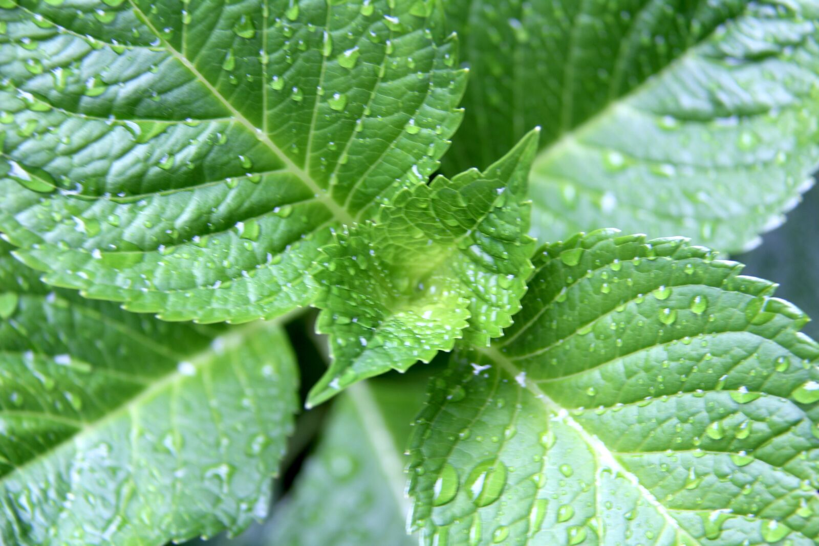 Canon EOS 1200D (EOS Rebel T5 / EOS Kiss X70 / EOS Hi) sample photo. Nature, green leaves, green photography