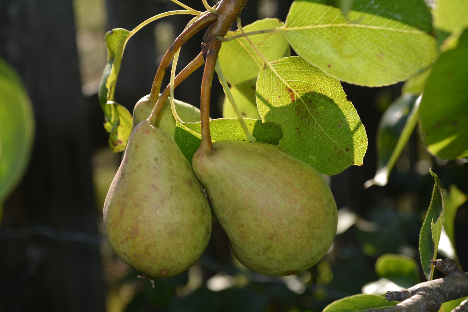 Nikon D5200 sample photo. Pears, fruit, organic photography
