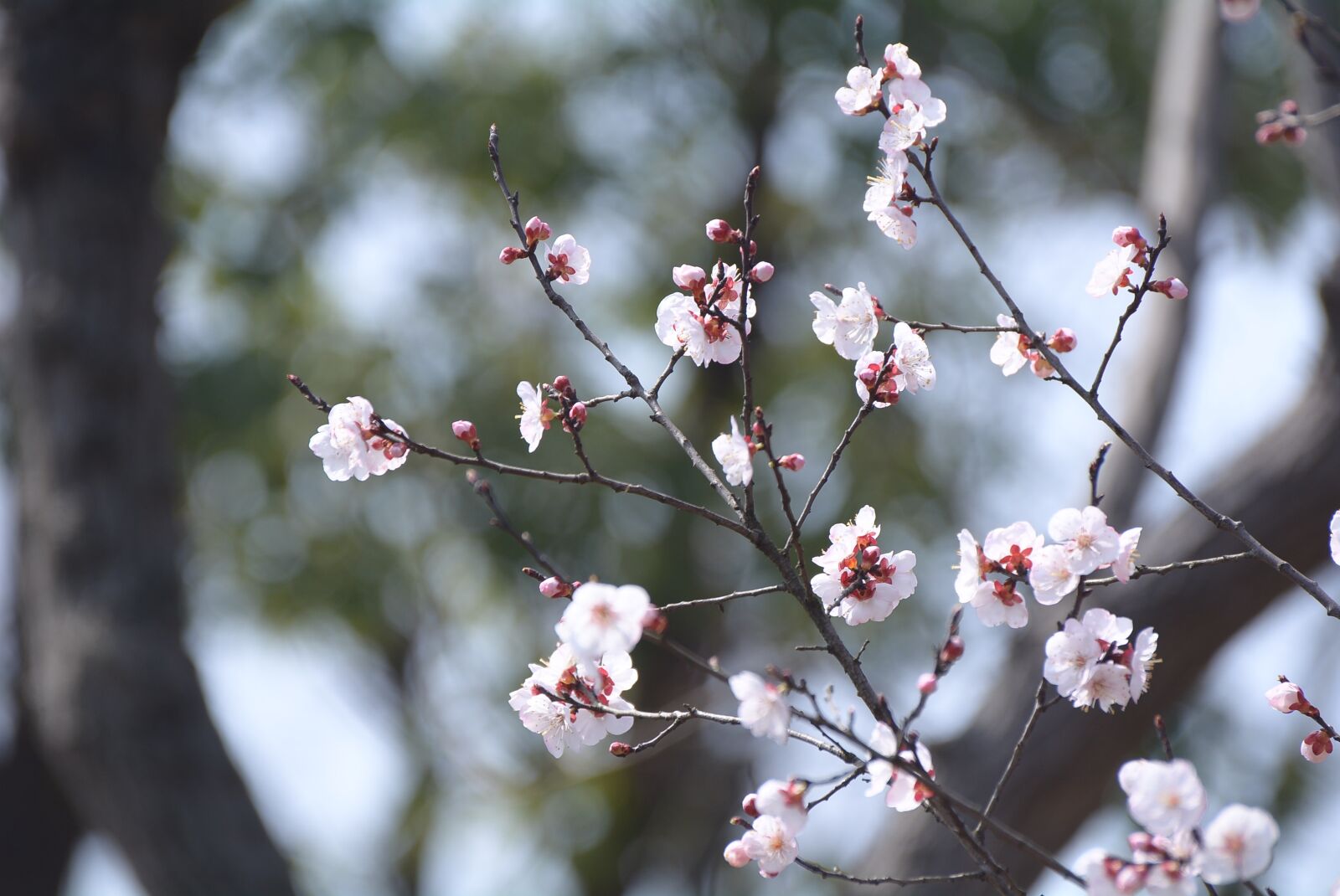 Nikon D7100 sample photo. Tree, branch, cherry wood photography