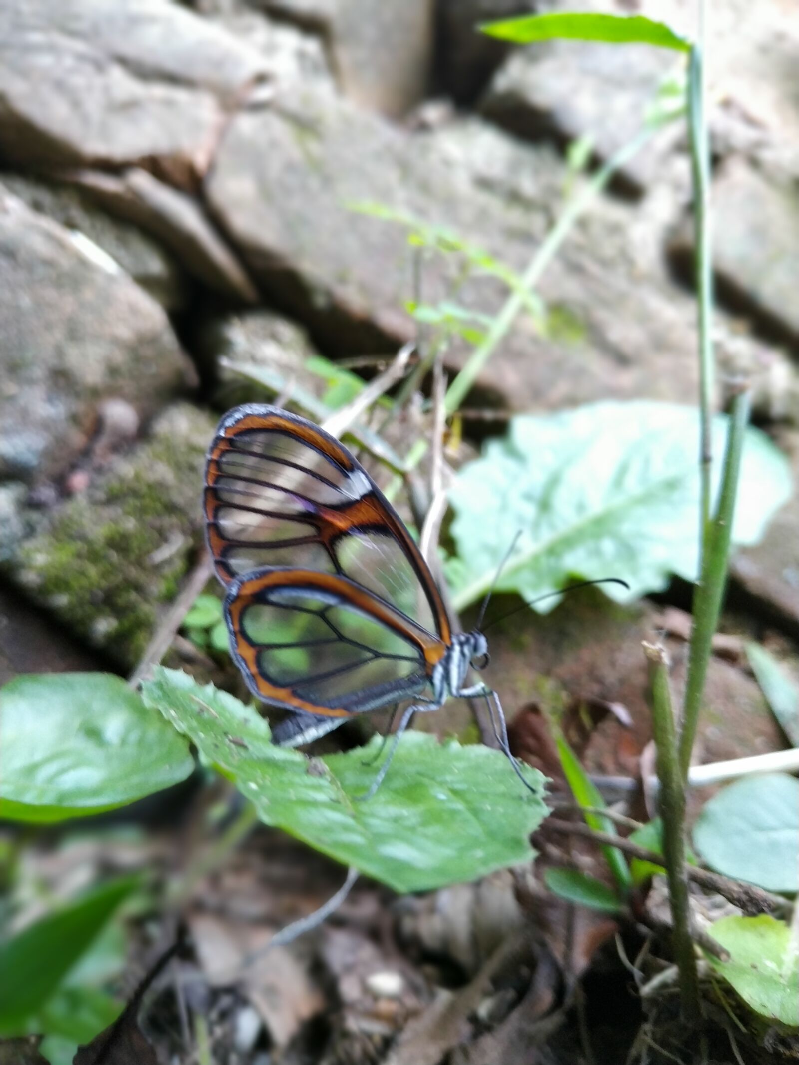 Xiaomi MI 8 Lite sample photo. Butterfly, nature, insect photography