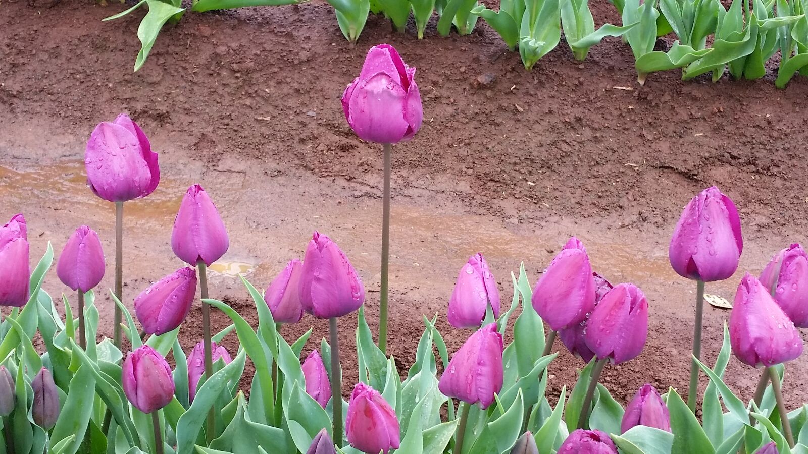 Samsung Galaxy S5 sample photo. Flower, flower, farm, purple photography