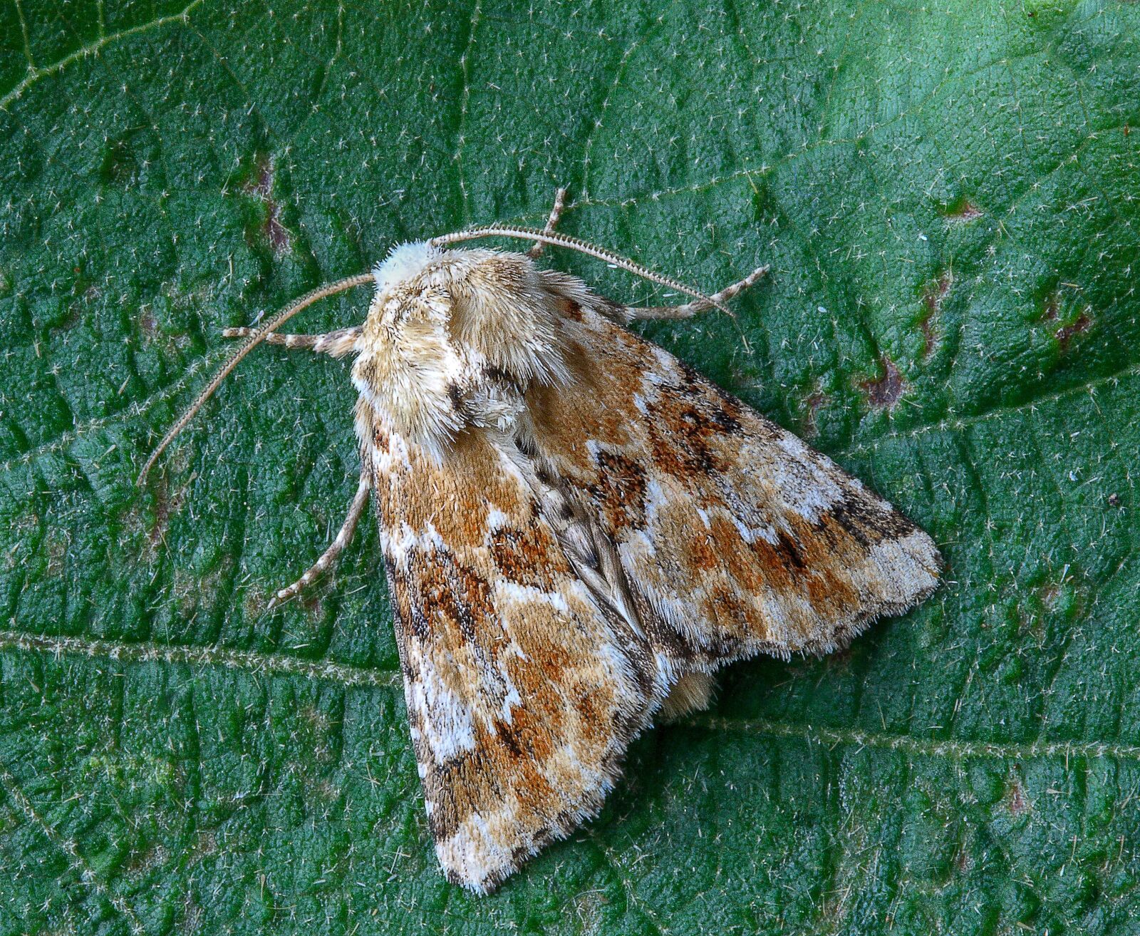 Canon EOS 400D (EOS Digital Rebel XTi / EOS Kiss Digital X) sample photo. Moth, dusky-sallow, wings photography