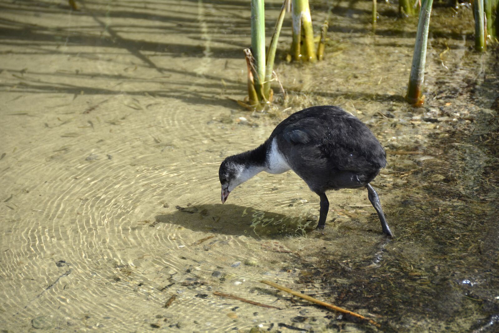 Nikon D7100 sample photo. Coot, animal, creature photography