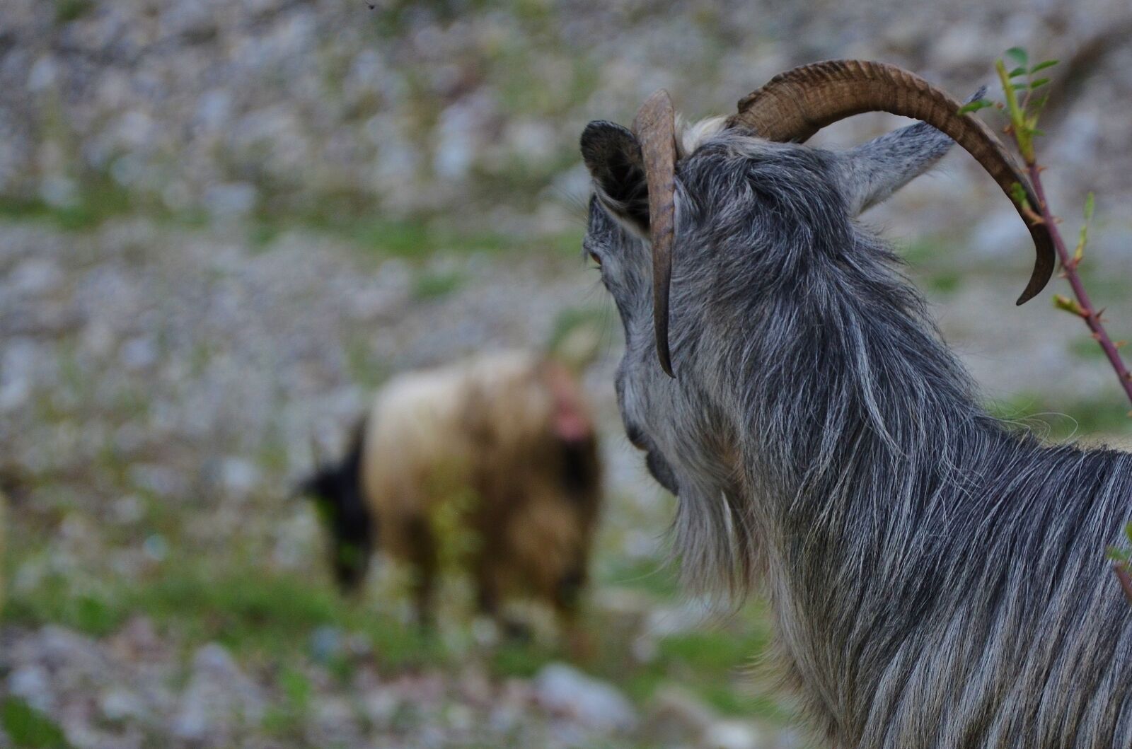 Nikon D7000 sample photo. Goat, goats, animal photography