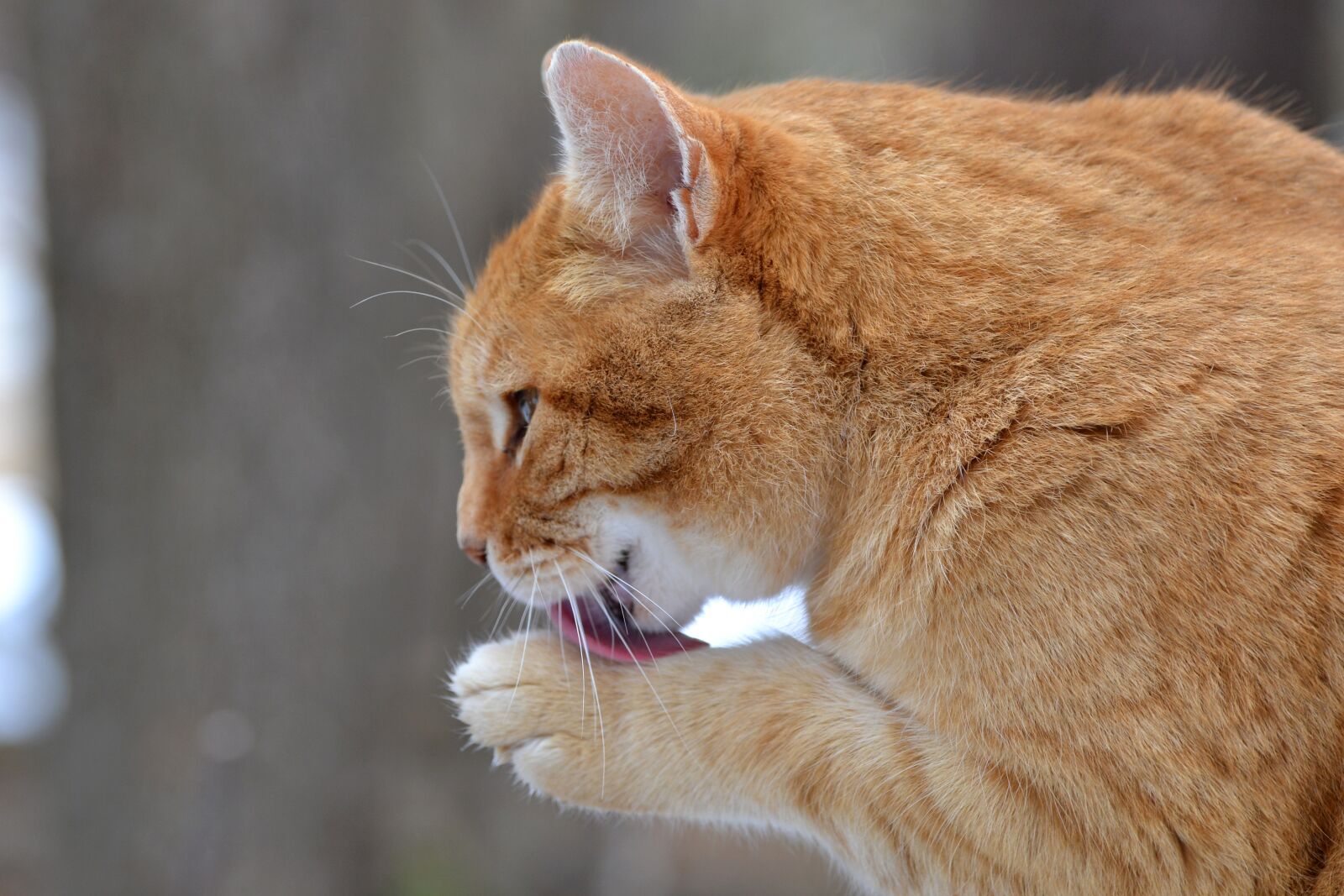 Nikon D3100 sample photo. Animal, cat, domestic photography