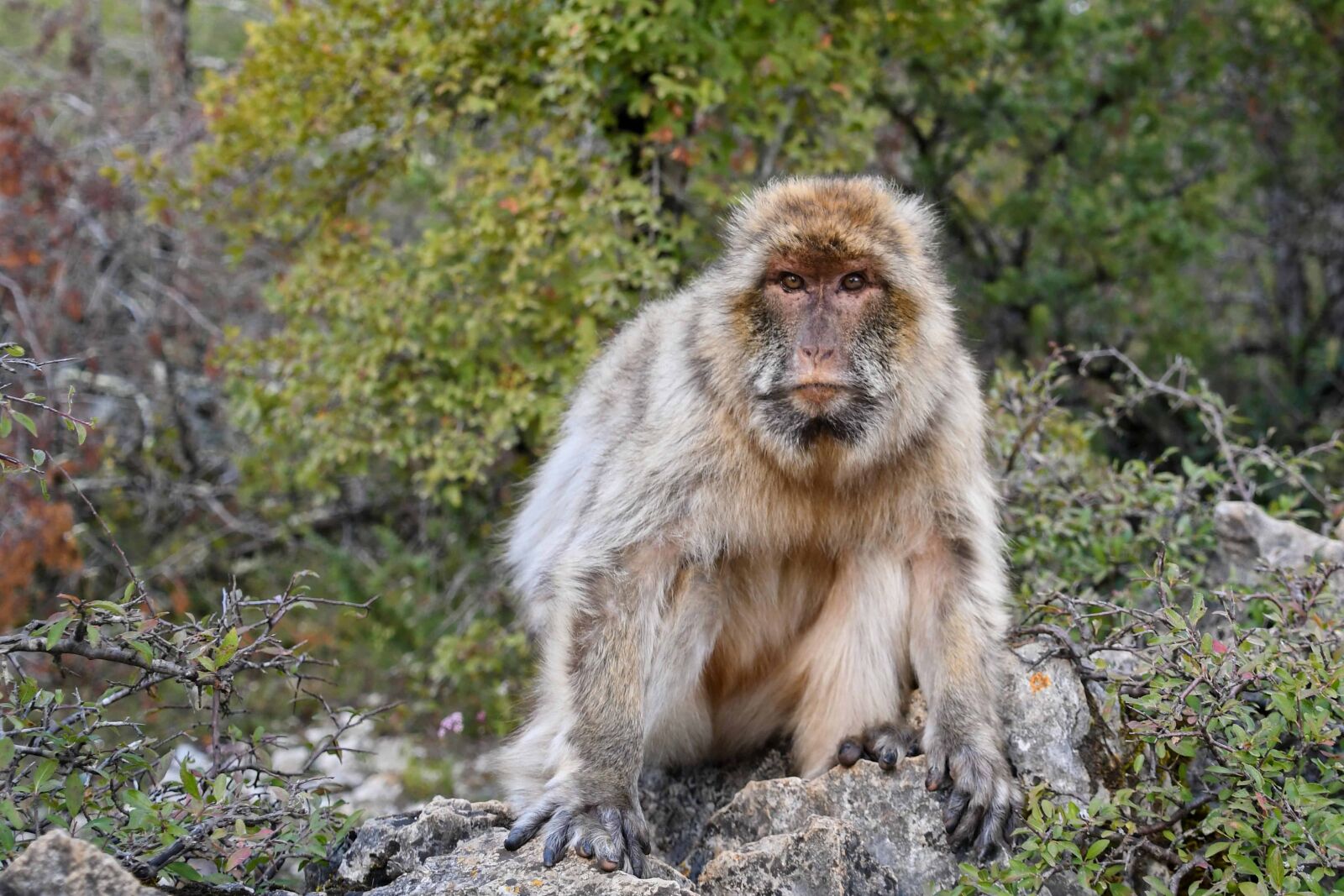 Nikon D500 sample photo. Wildlife, monkey, wood, nature photography