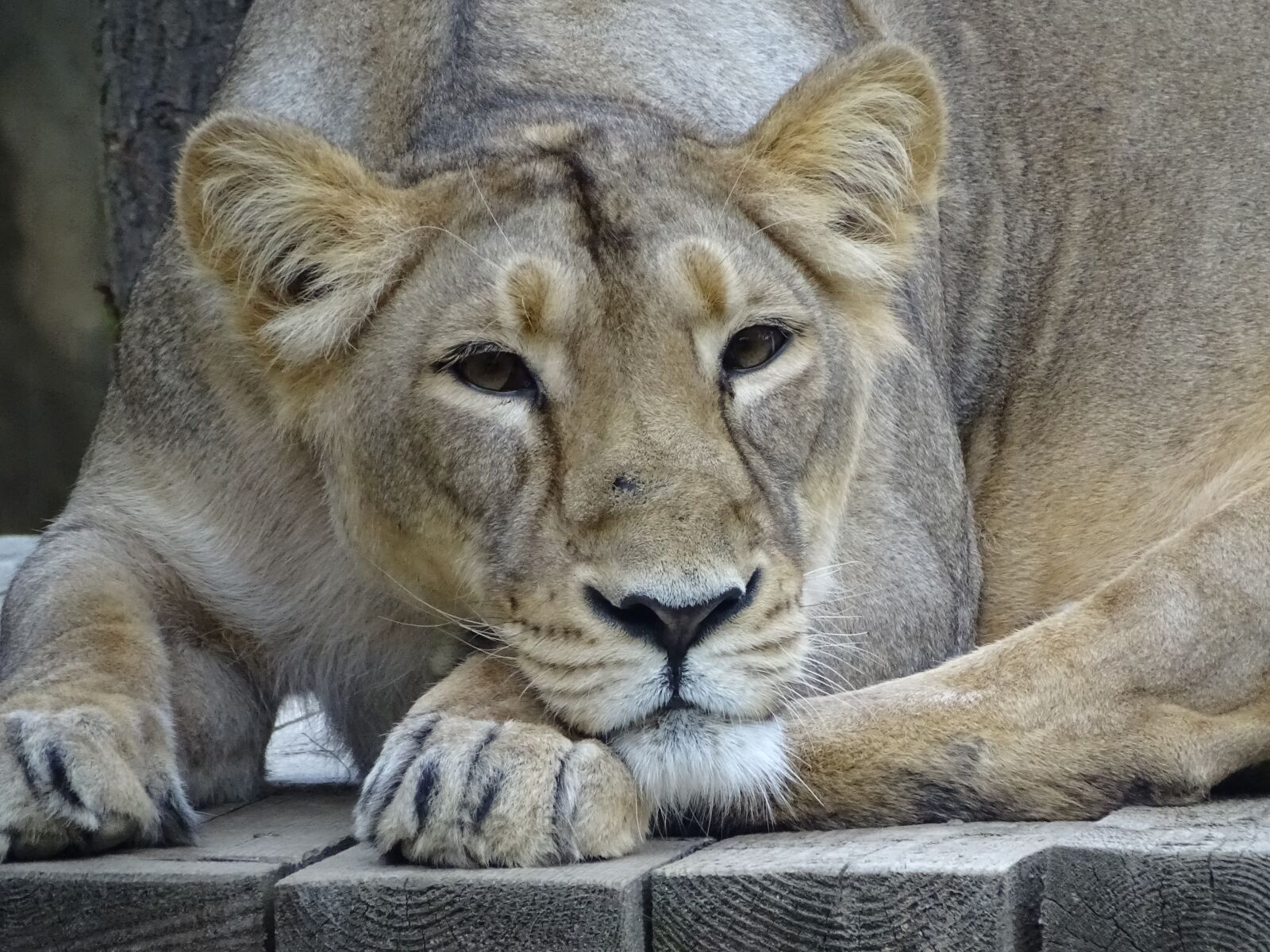Sony Cyber-shot DSC-HX400V sample photo. Animal, cat, lion photography