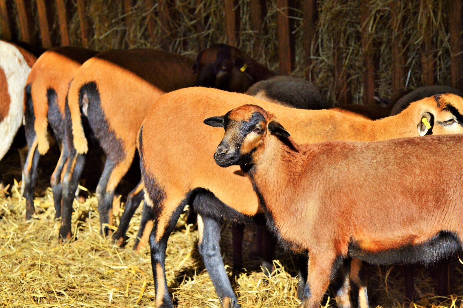 Nikon D3200 sample photo. Sheep, animals, sheep's wool photography