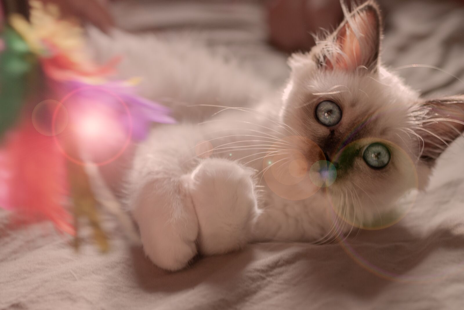 Nikon D80 sample photo. Cat, romantic, halo photography