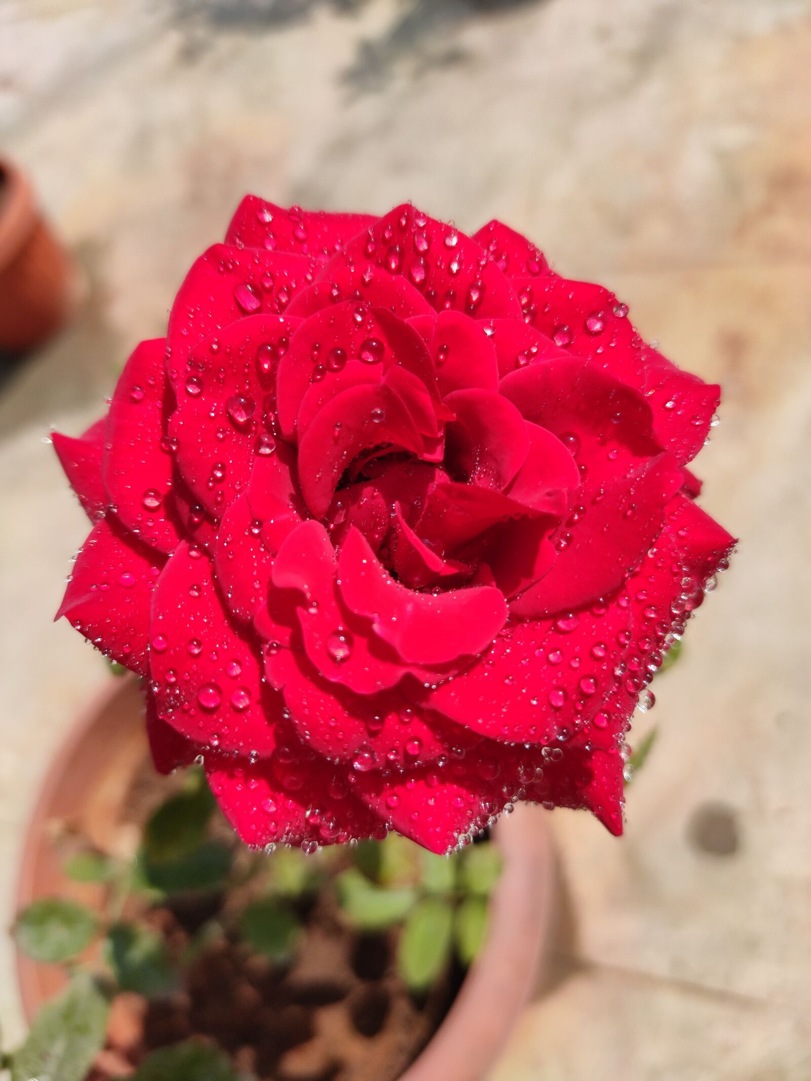 Xiaomi Redmi Note 7 Pro sample photo. Red rose, rose, flower photography