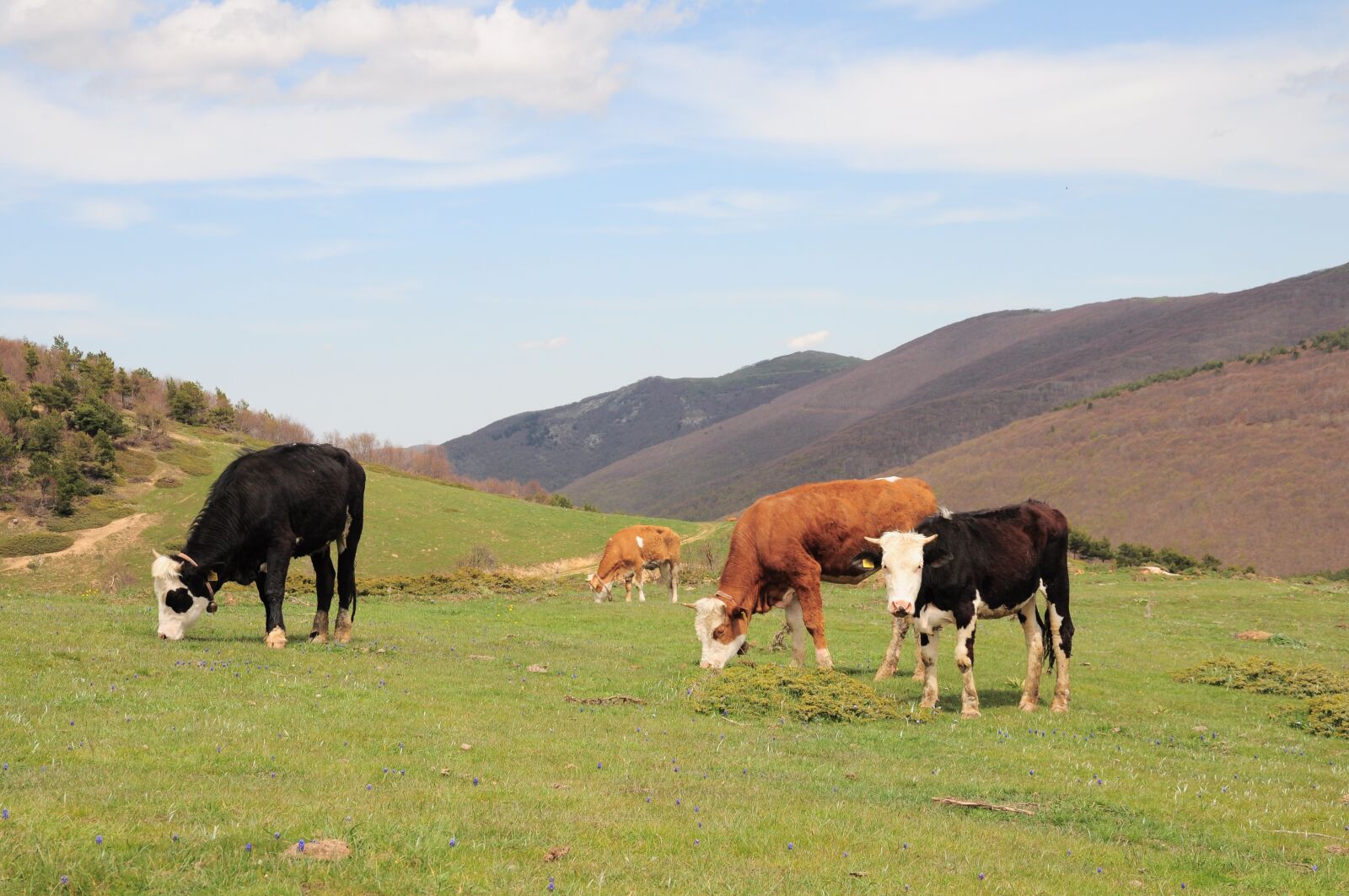 Nikon D90 sample photo. Cow, cow picture, cow photography