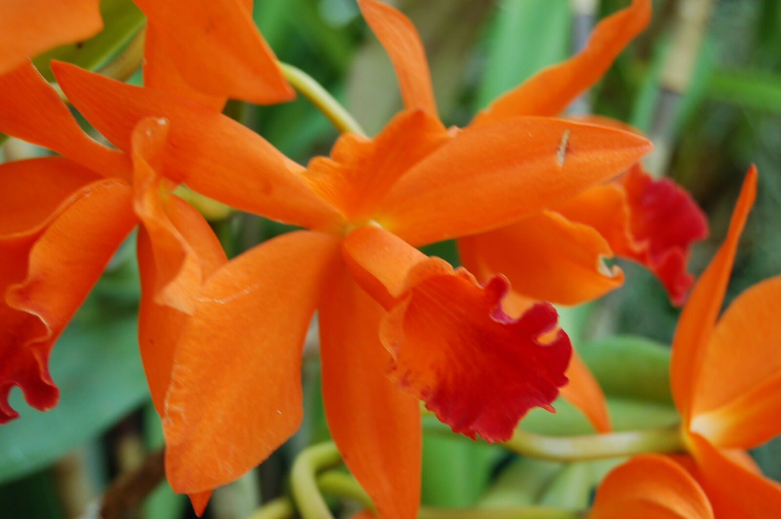 AF-S DX Zoom-Nikkor 18-55mm f/3.5-5.6G ED sample photo. Flower, flowers, orange, orchid photography