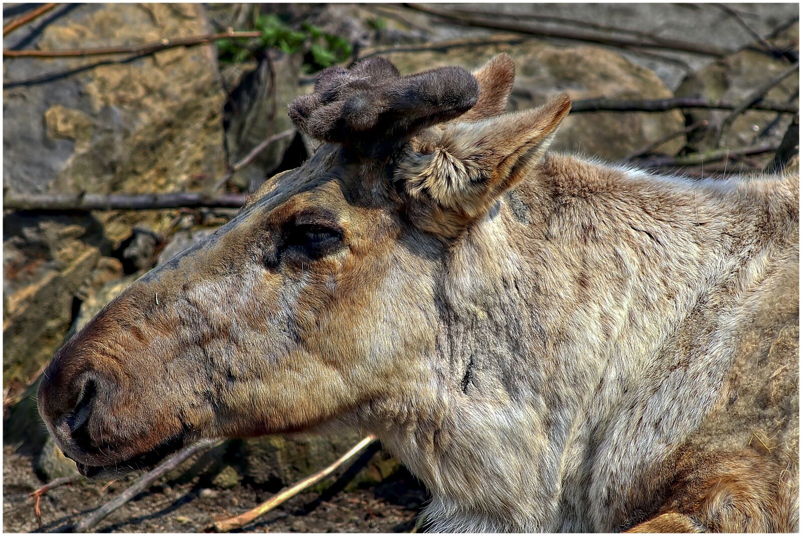 Canon EF75-300mm f/4-5.6 sample photo. Reindeer, fur, antler photography