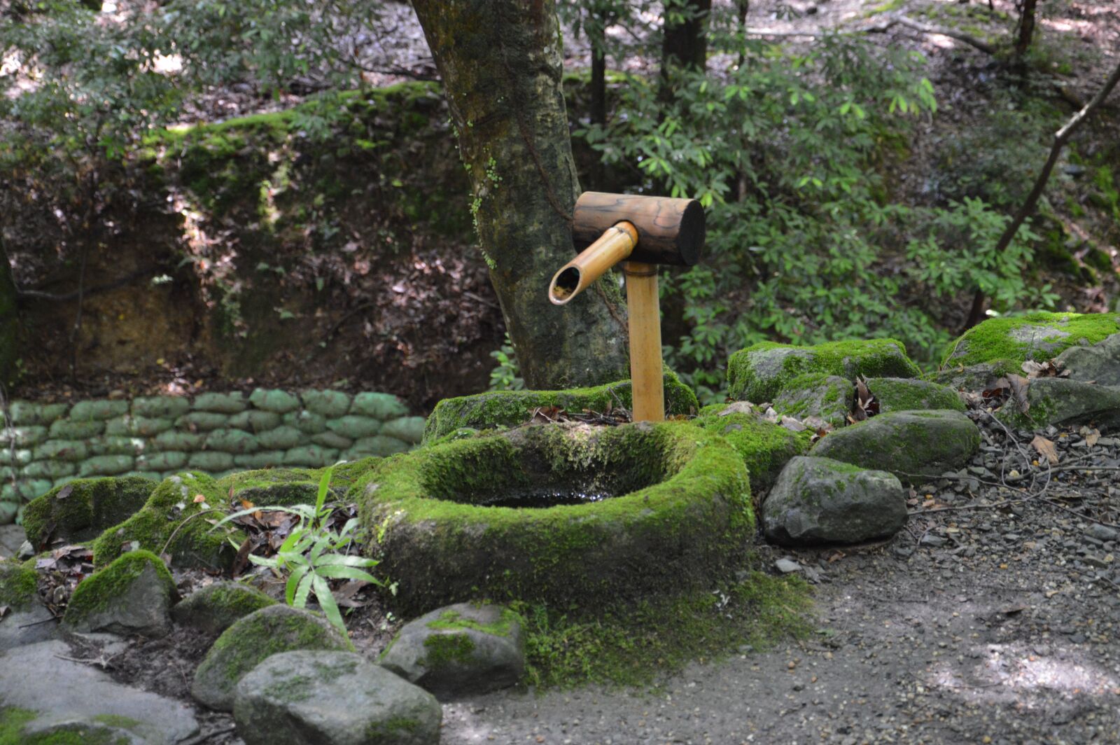 Nikon D3200 sample photo. Japan, park, kyoto photography