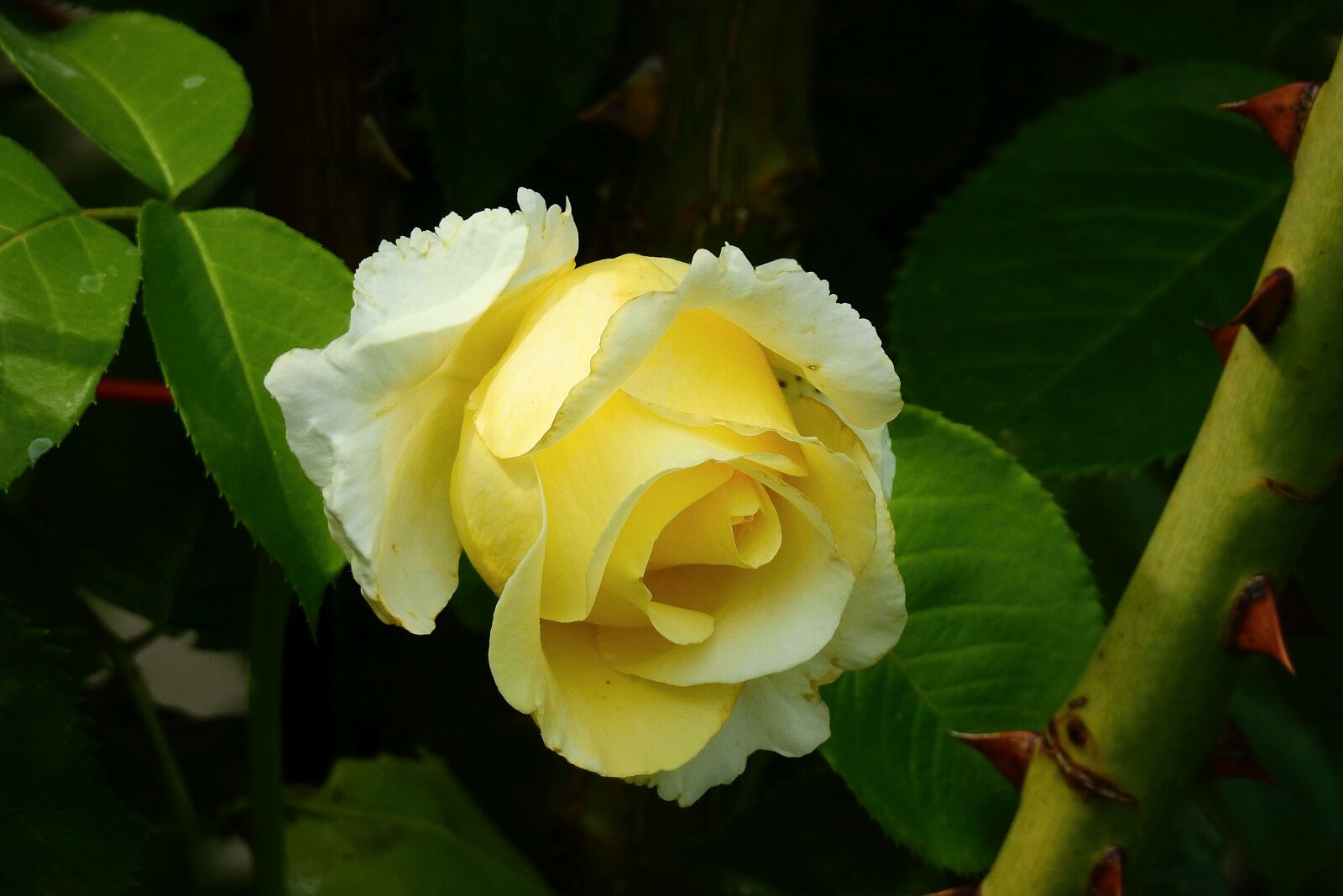 Nikon Coolpix P900 sample photo. Rose petals, garden, beauty photography