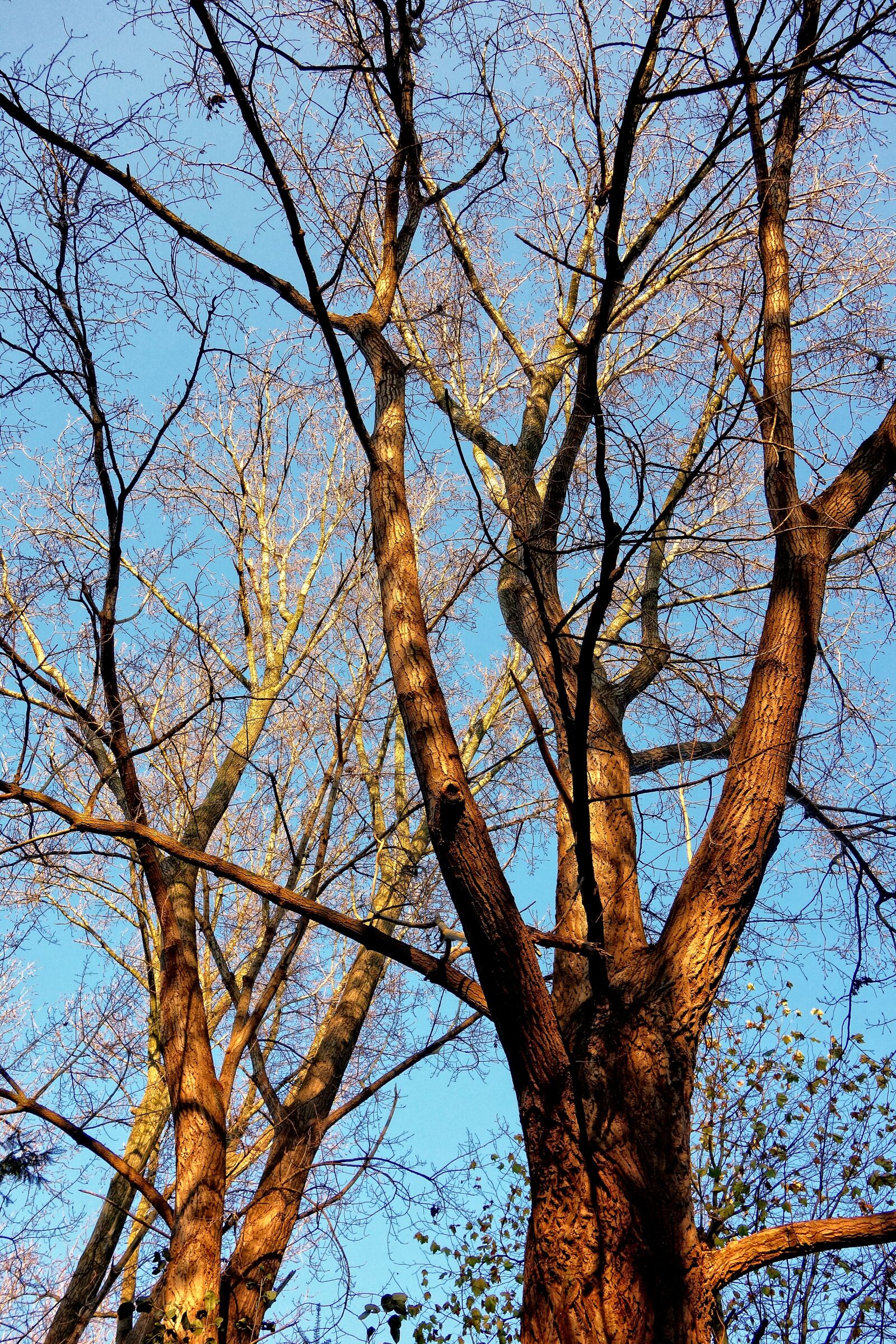 Sony Cyber-shot DSC-RX100 sample photo. Trees, tree tops, trunk photography