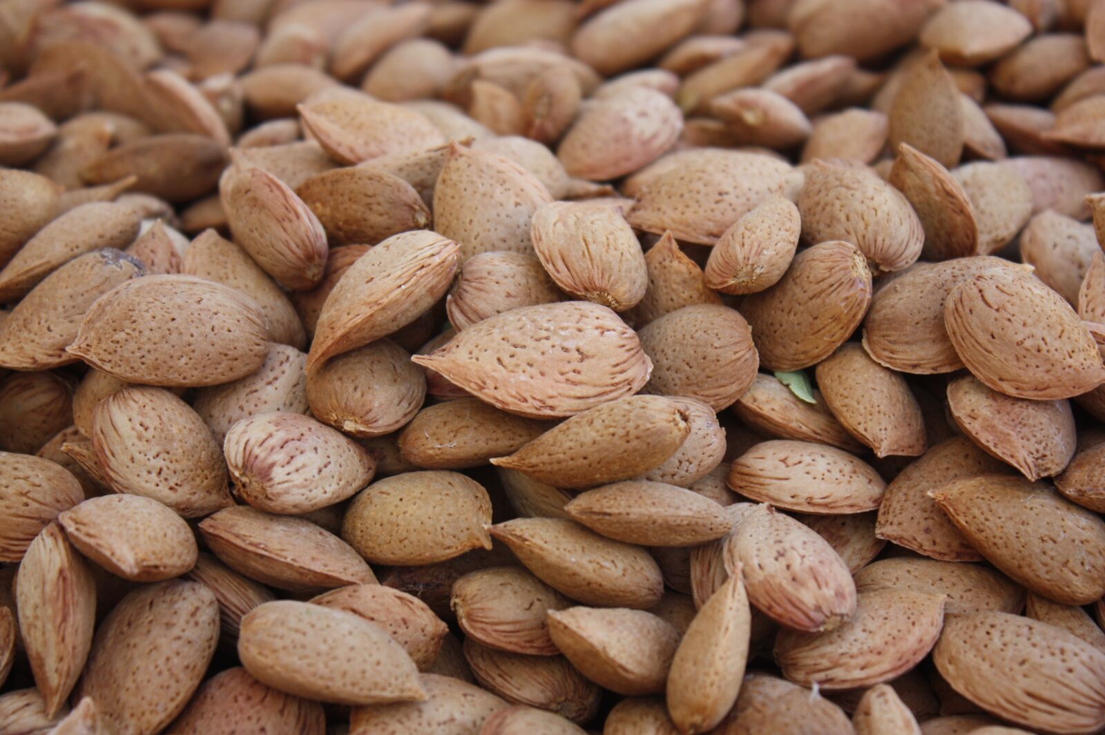 Canon EOS 450D (EOS Rebel XSi / EOS Kiss X2) sample photo. Almonds, collection, agriculture photography