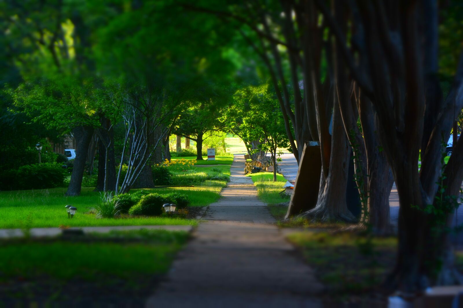 Nikon D7100 sample photo. Sidewalk, trees, miniature photography