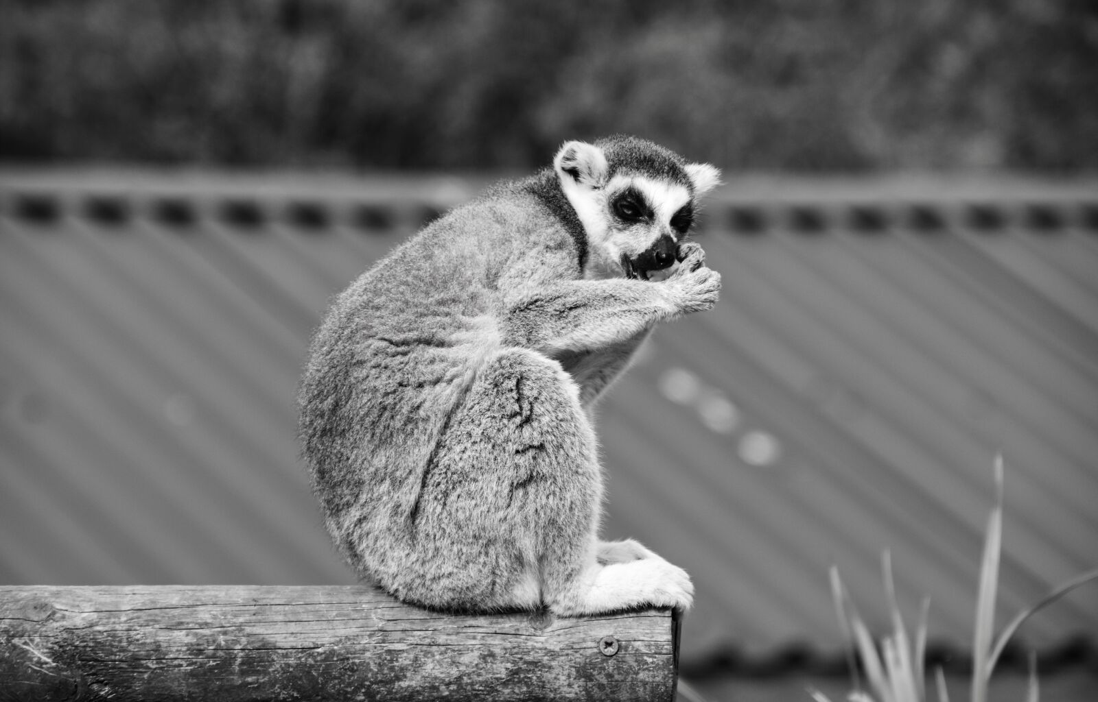 Nikon D5500 sample photo. Lemur, madagascar, zoo photography