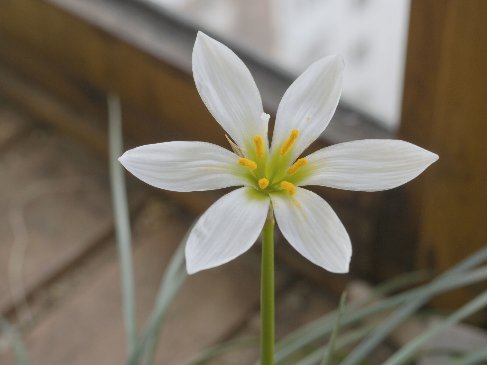 Olympus OM-D E-M10 II sample photo. Flowers, yellow, petals, white photography