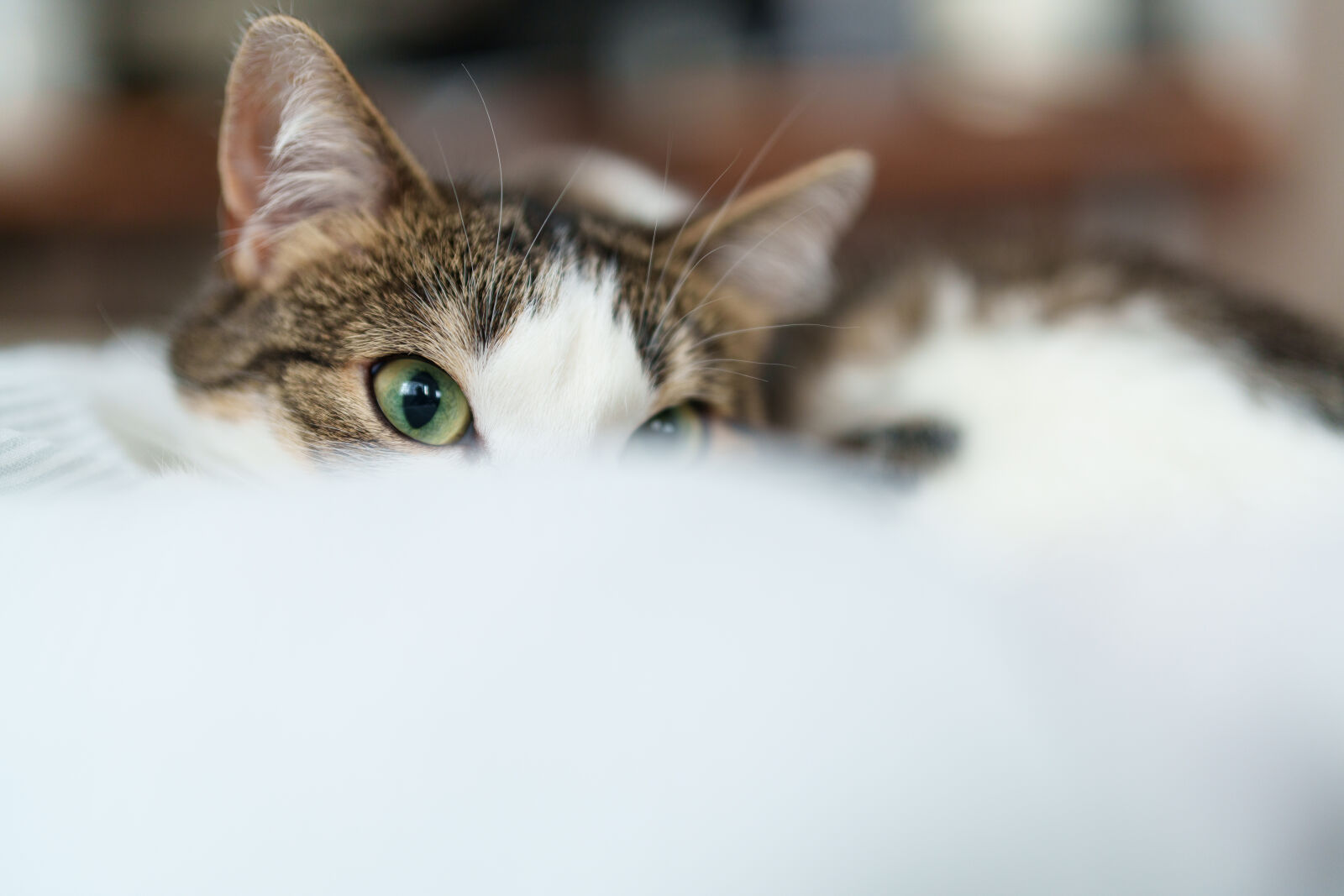 Sony FE 50mm F1.4 GM sample photo. Cat pondering photography