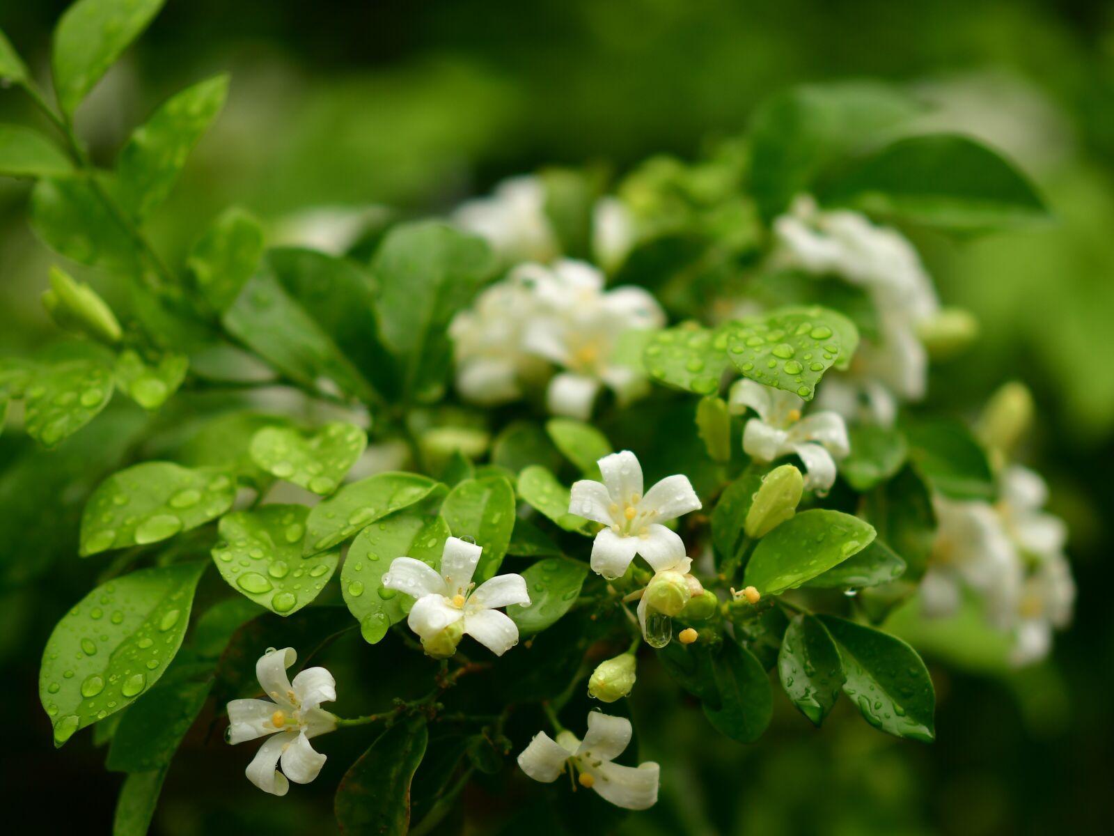 Nikon D500 sample photo. Orange jasmine, white flowers photography