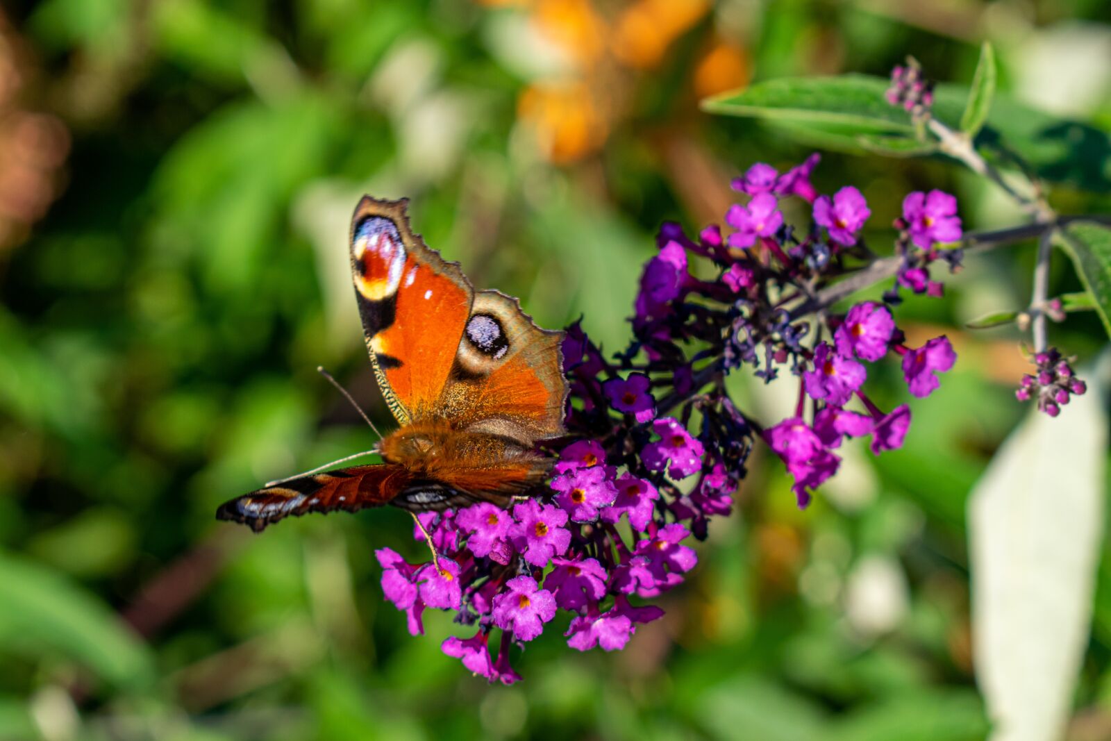 Nikon D5300 sample photo. Butterfly, peacock butterfly, summer photography
