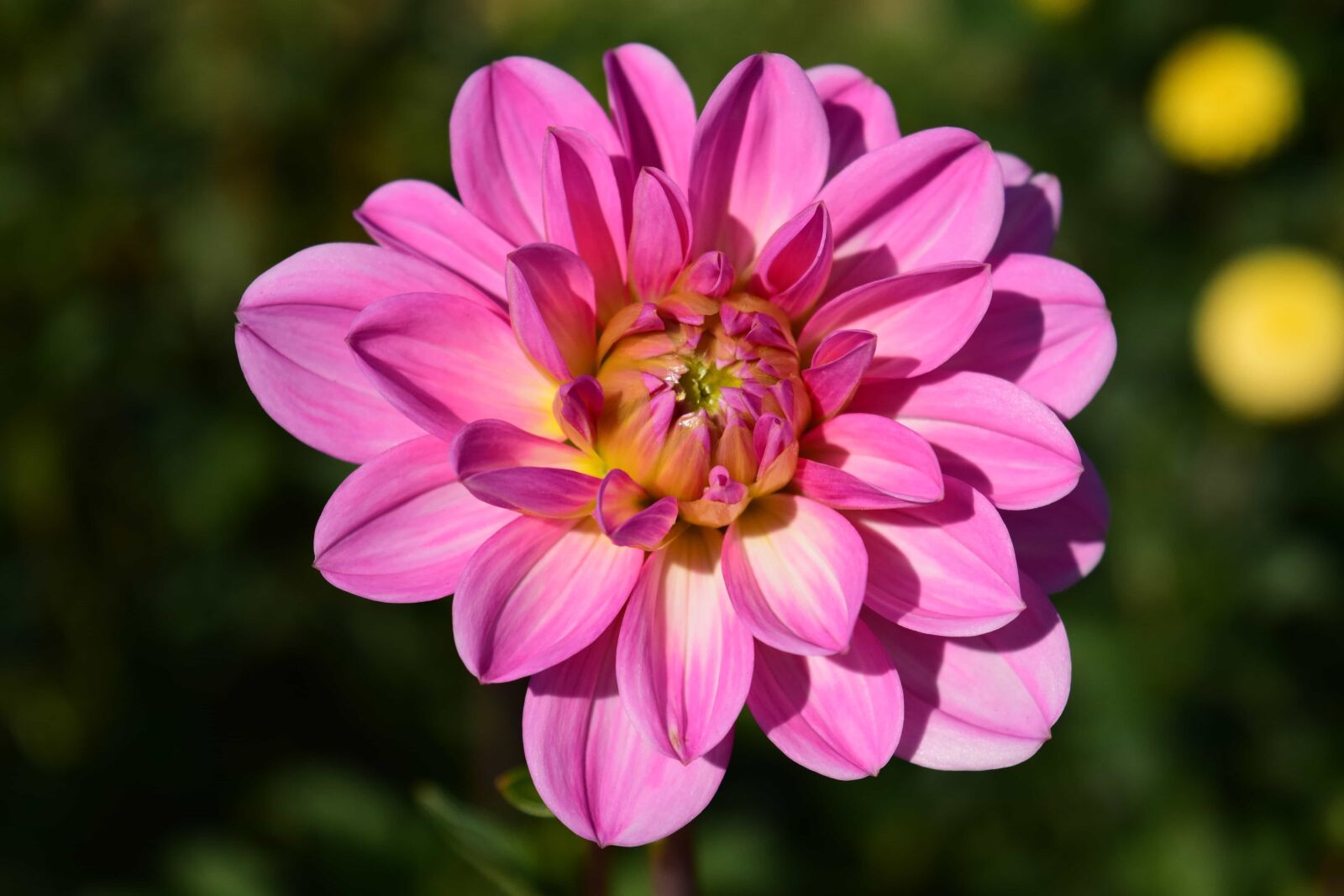 Nikon D3300 sample photo. Summer, garden, flower, nature photography