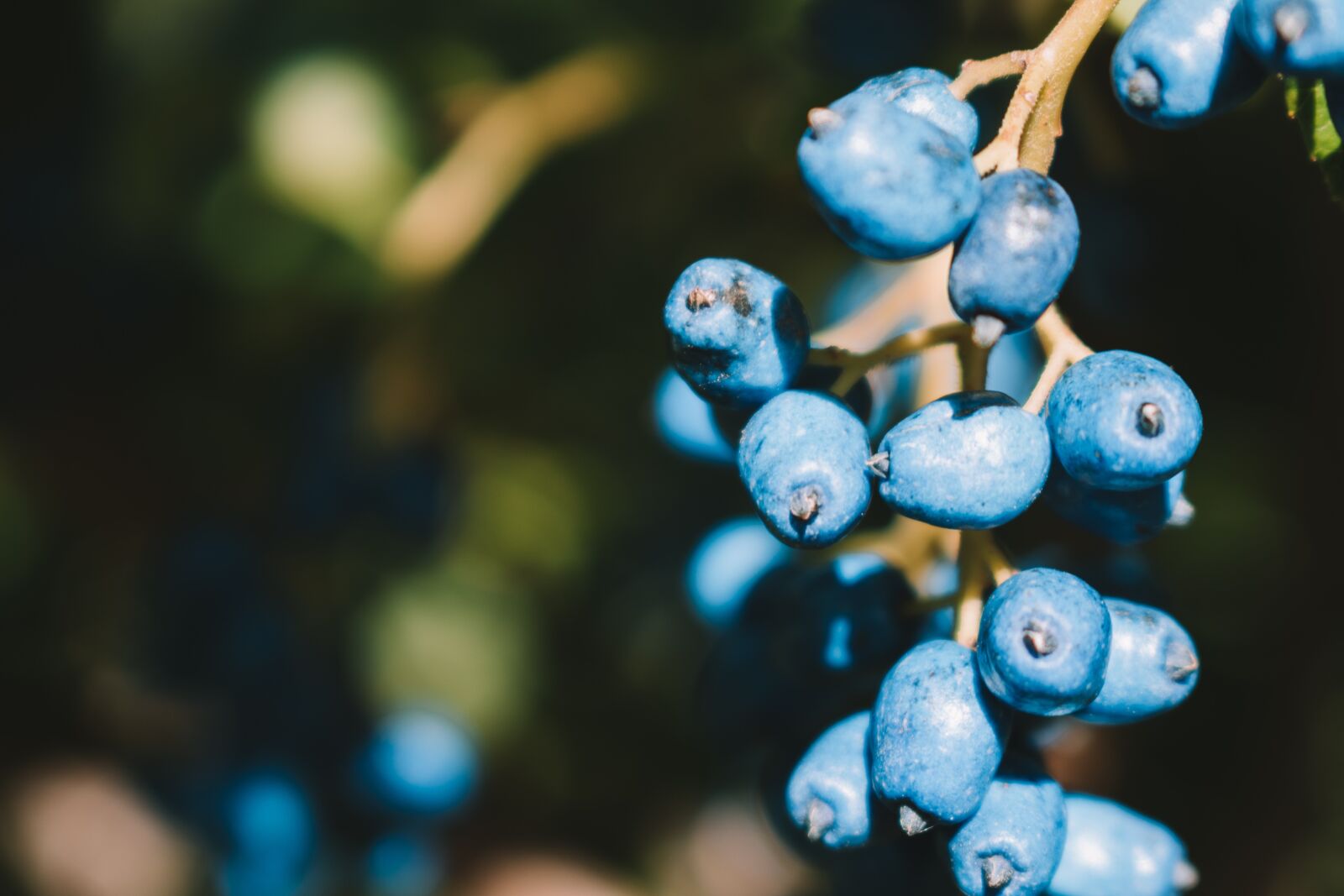 Nikon D5600 sample photo. Berries, blue, fresh photography