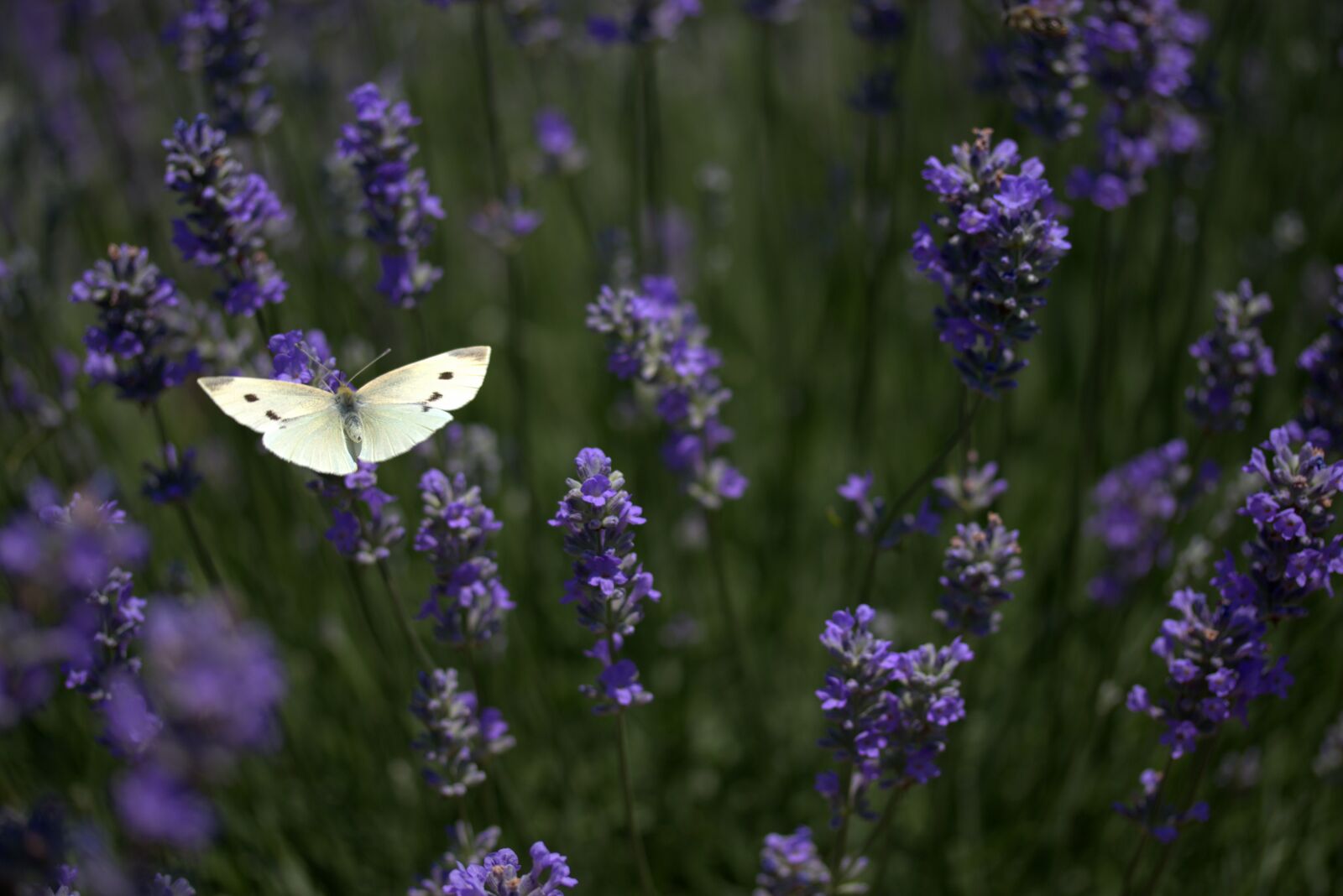 Canon EF-S 60mm F2.8 Macro USM sample photo. Butterfly, lavender, wings photography