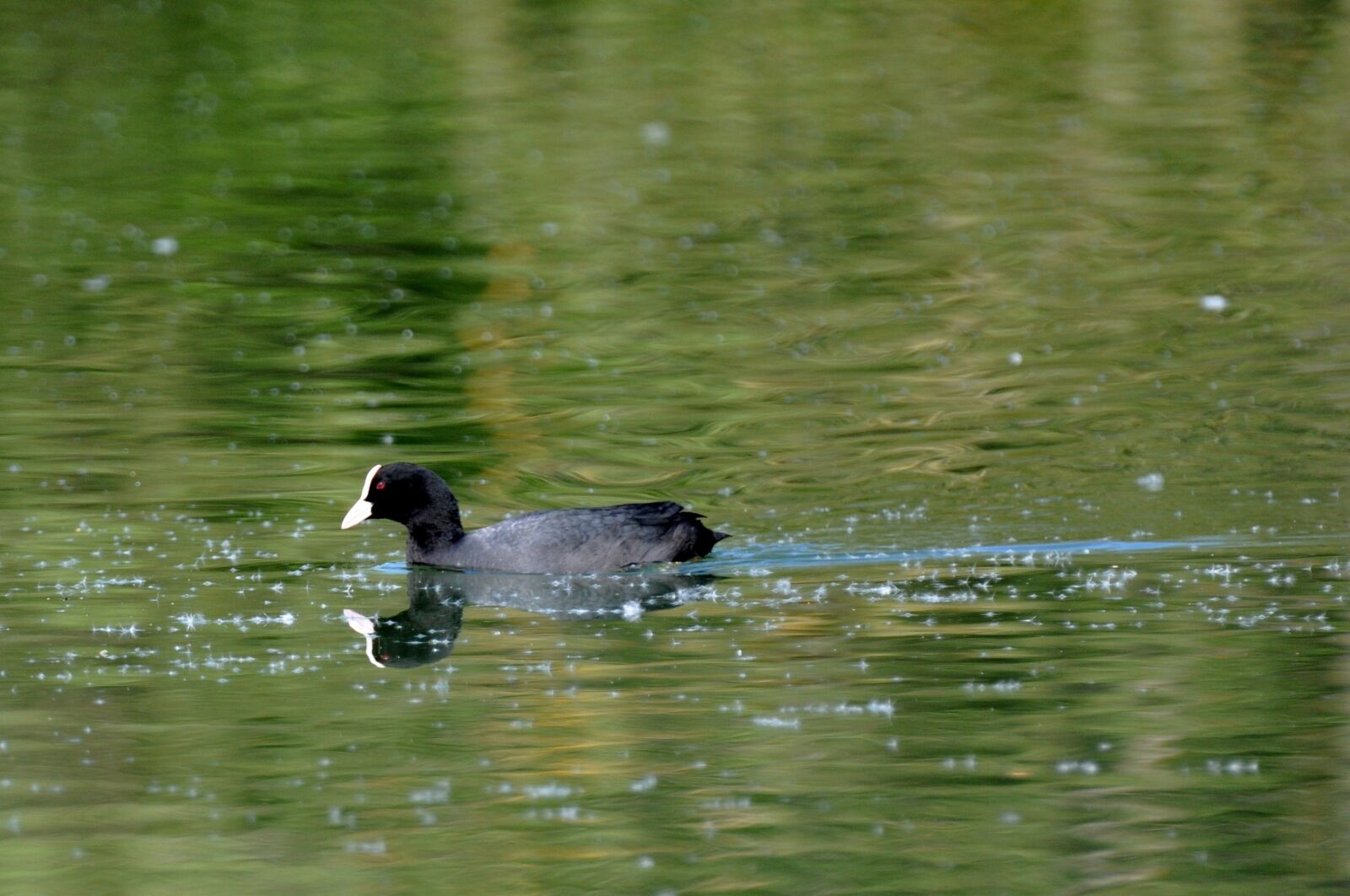 Nikon D90 sample photo. Ford, moorhen, bird photography