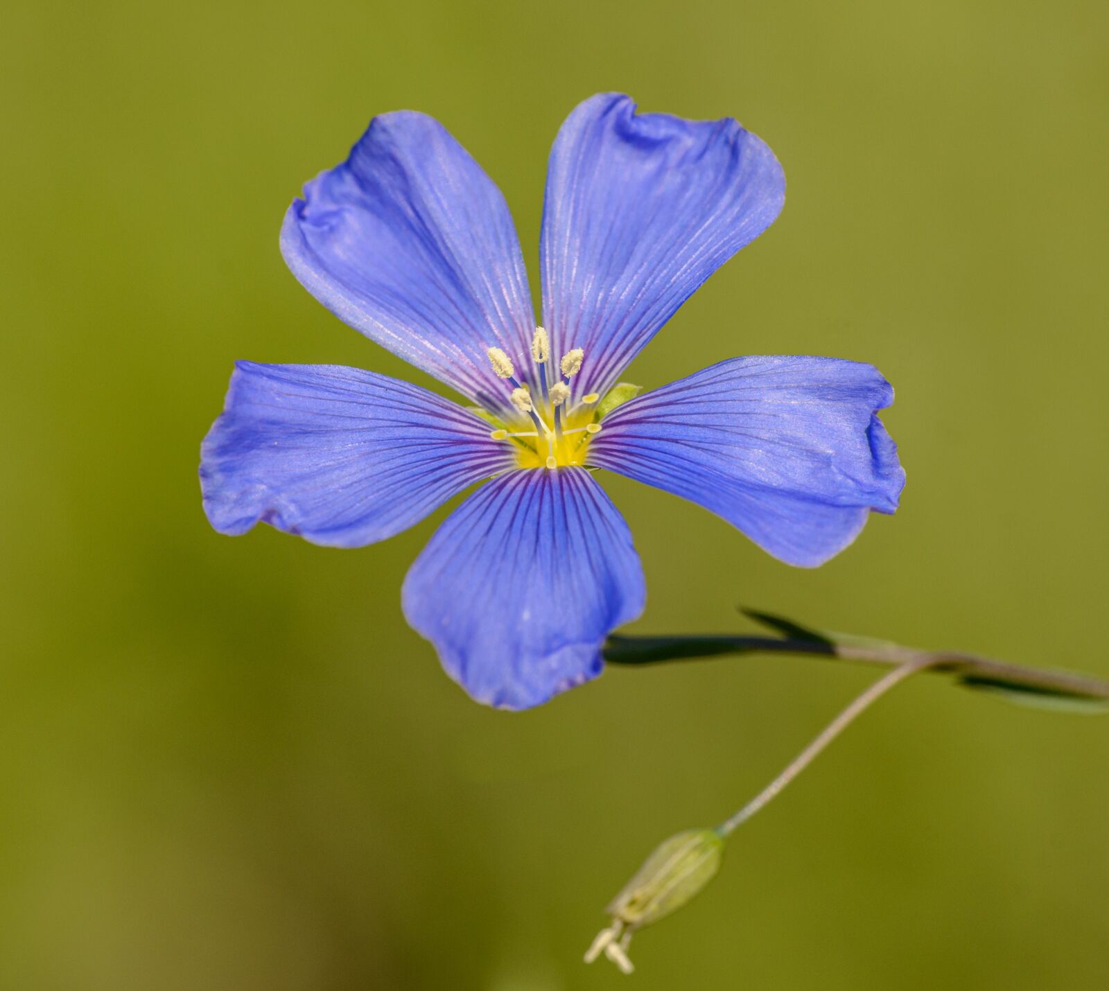 Nikon D800E sample photo. Flower, blue, plant photography