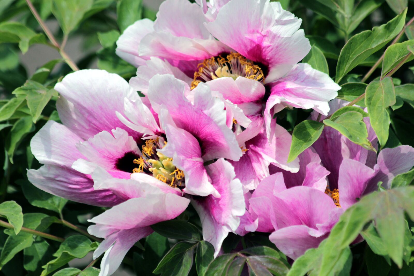 Canon EOS 650D (EOS Rebel T4i / EOS Kiss X6i) sample photo. Peony, flowers, tree peony photography