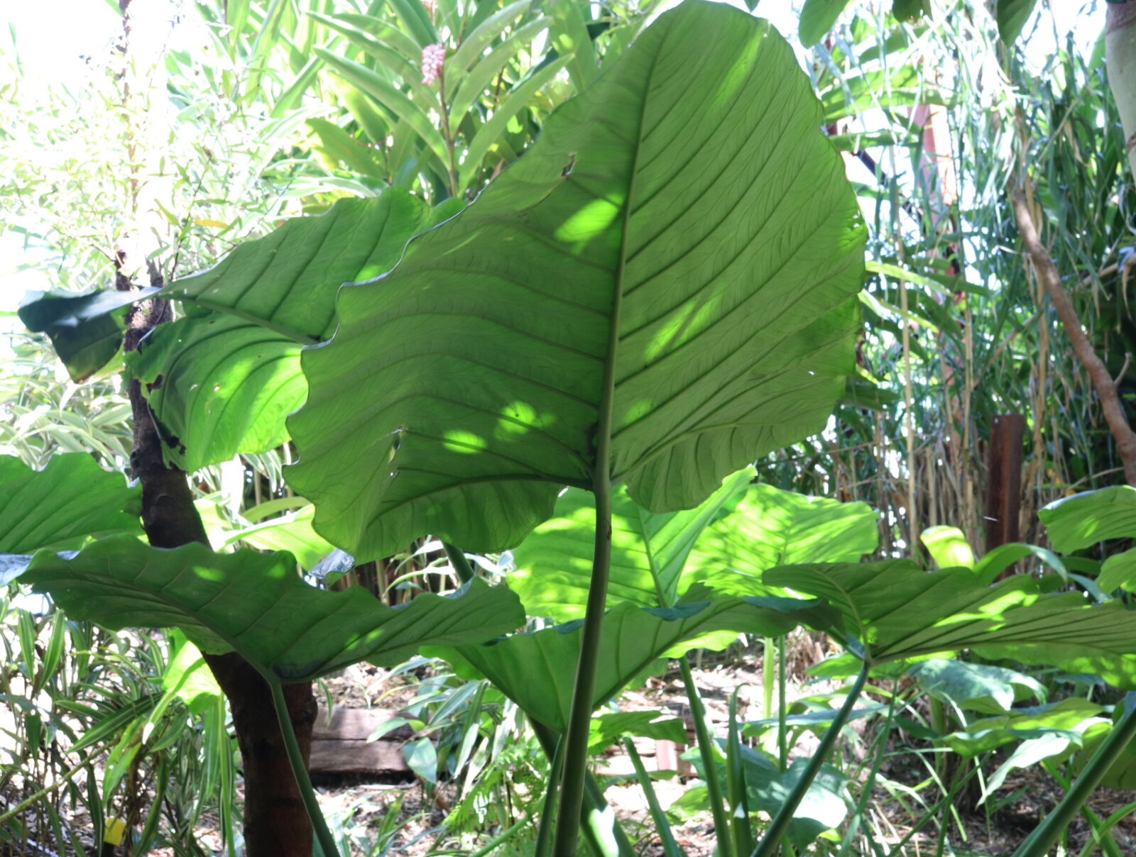 Canon EOS 80D sample photo. Big, leafs, green, leafs photography