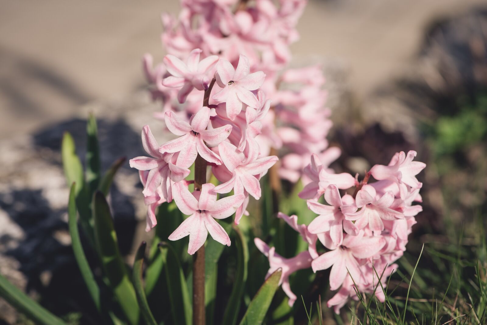 Nikon D750 sample photo. Hyacinth, flower, flowers photography