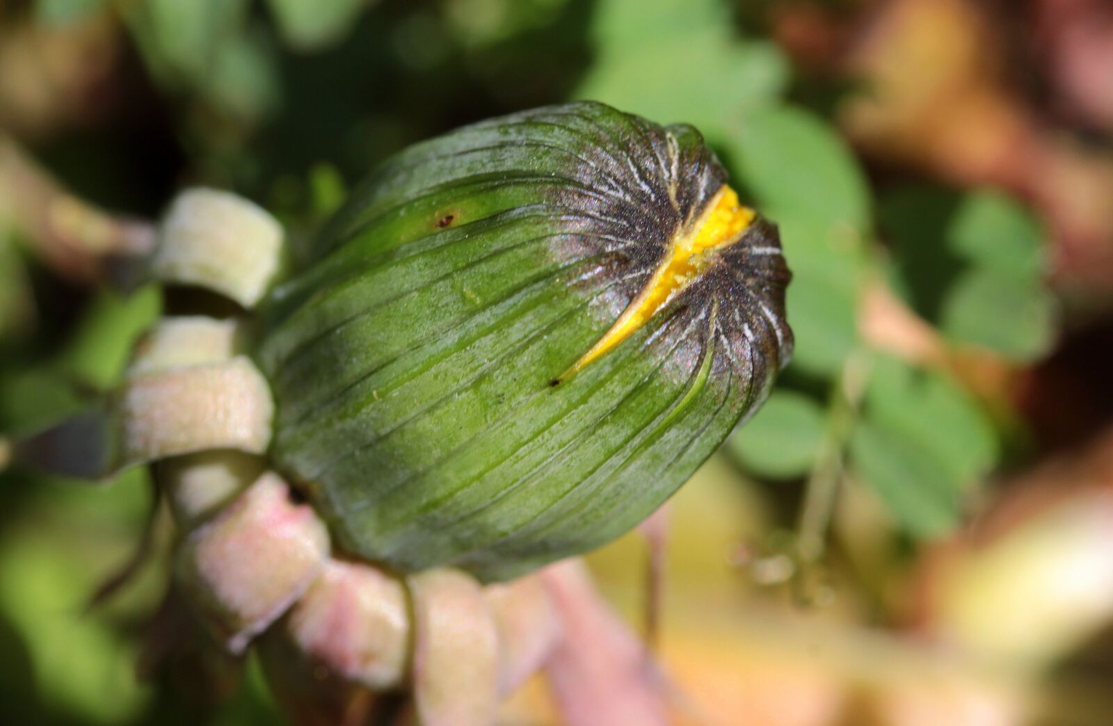 Canon EOS 650D (EOS Rebel T4i / EOS Kiss X6i) sample photo. Dandelion, bud, pointed flower photography
