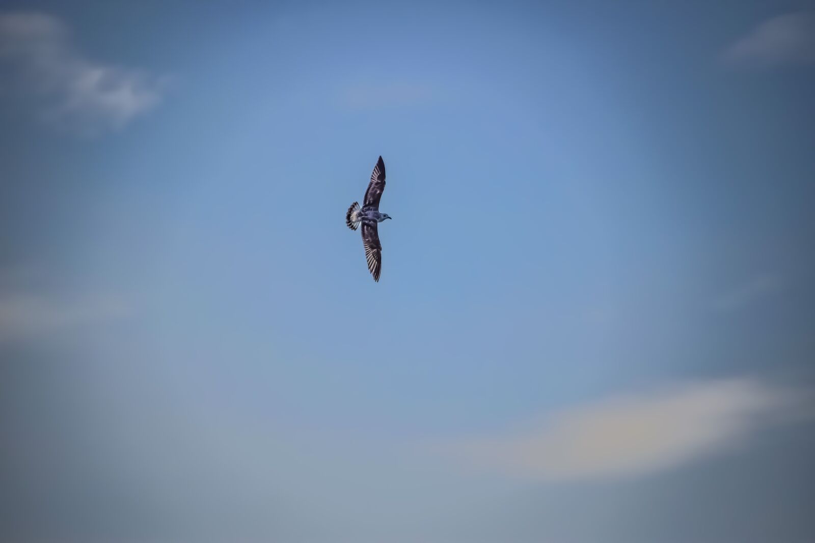 Nikon D3300 sample photo. Sky, clouds, flight photography