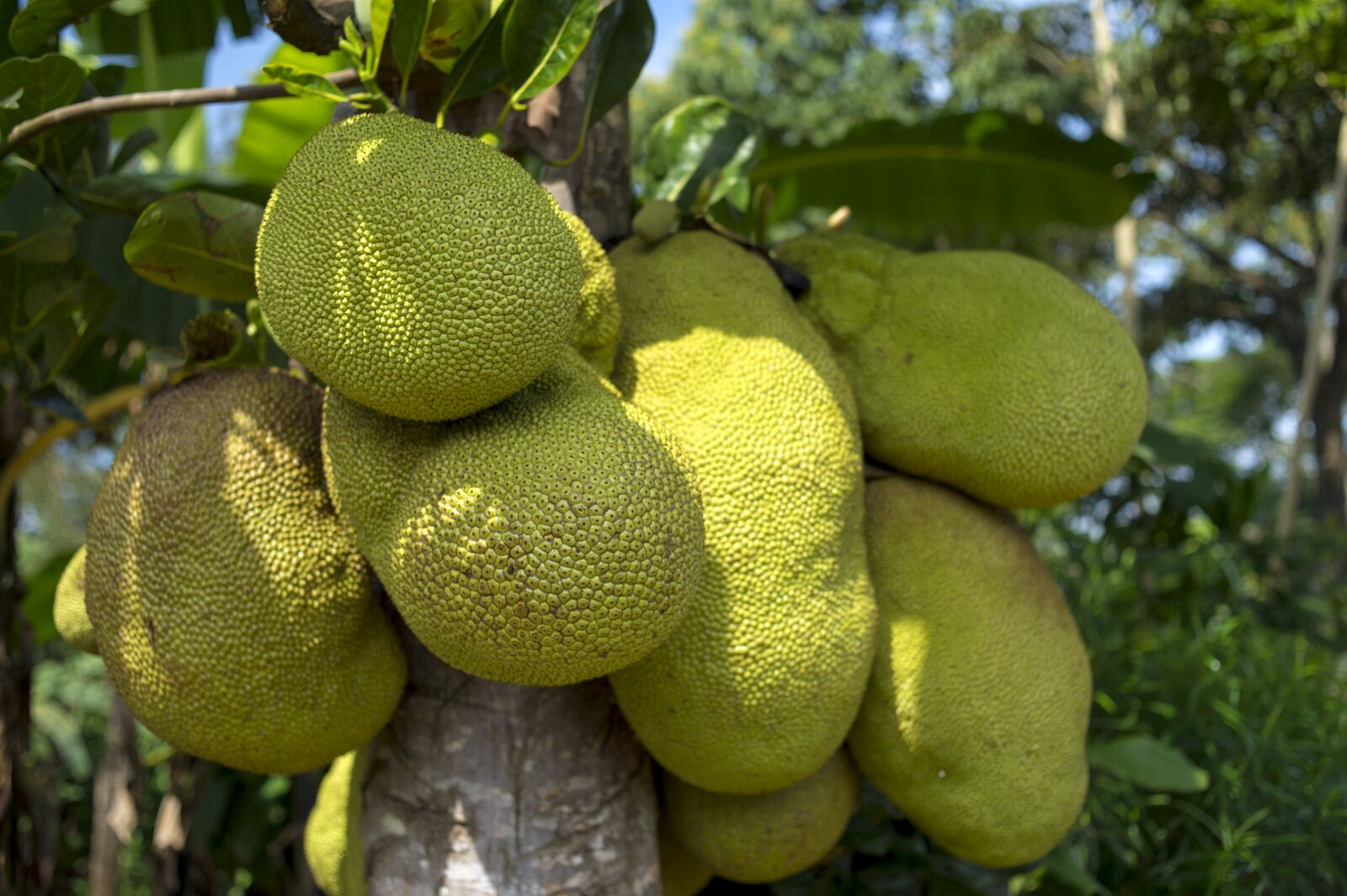 Nikon D4S sample photo. Jackfruit, tree, african photography
