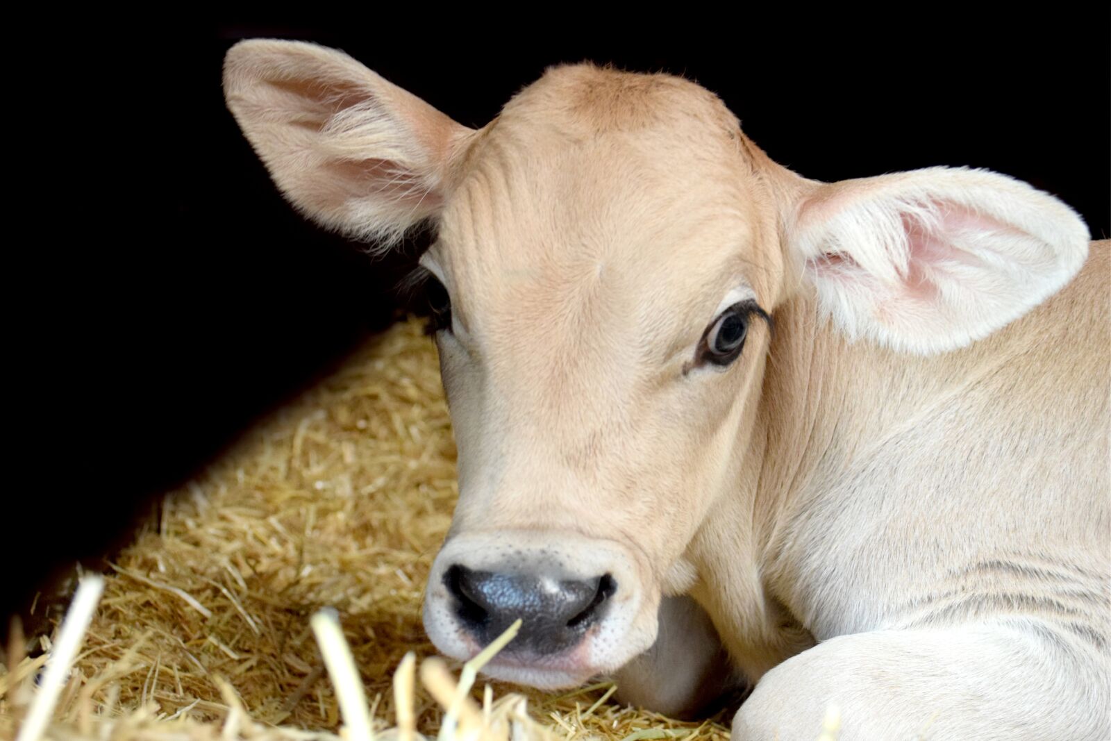 Nikon D5300 sample photo. Calf, milk, cow photography