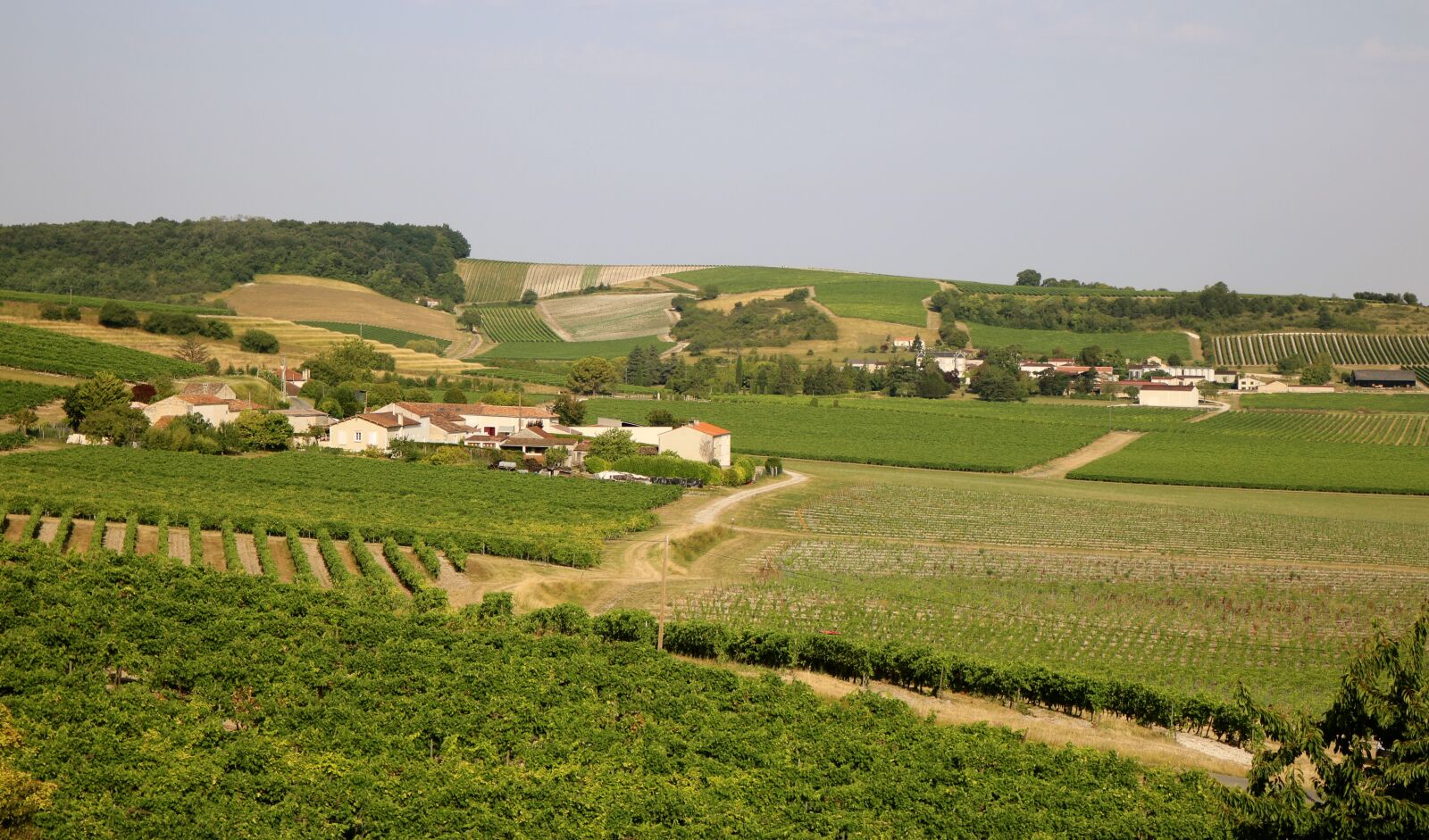 Canon EOS 750D (EOS Rebel T6i / EOS Kiss X8i) sample photo. Vines, vineyard, hennessy photography