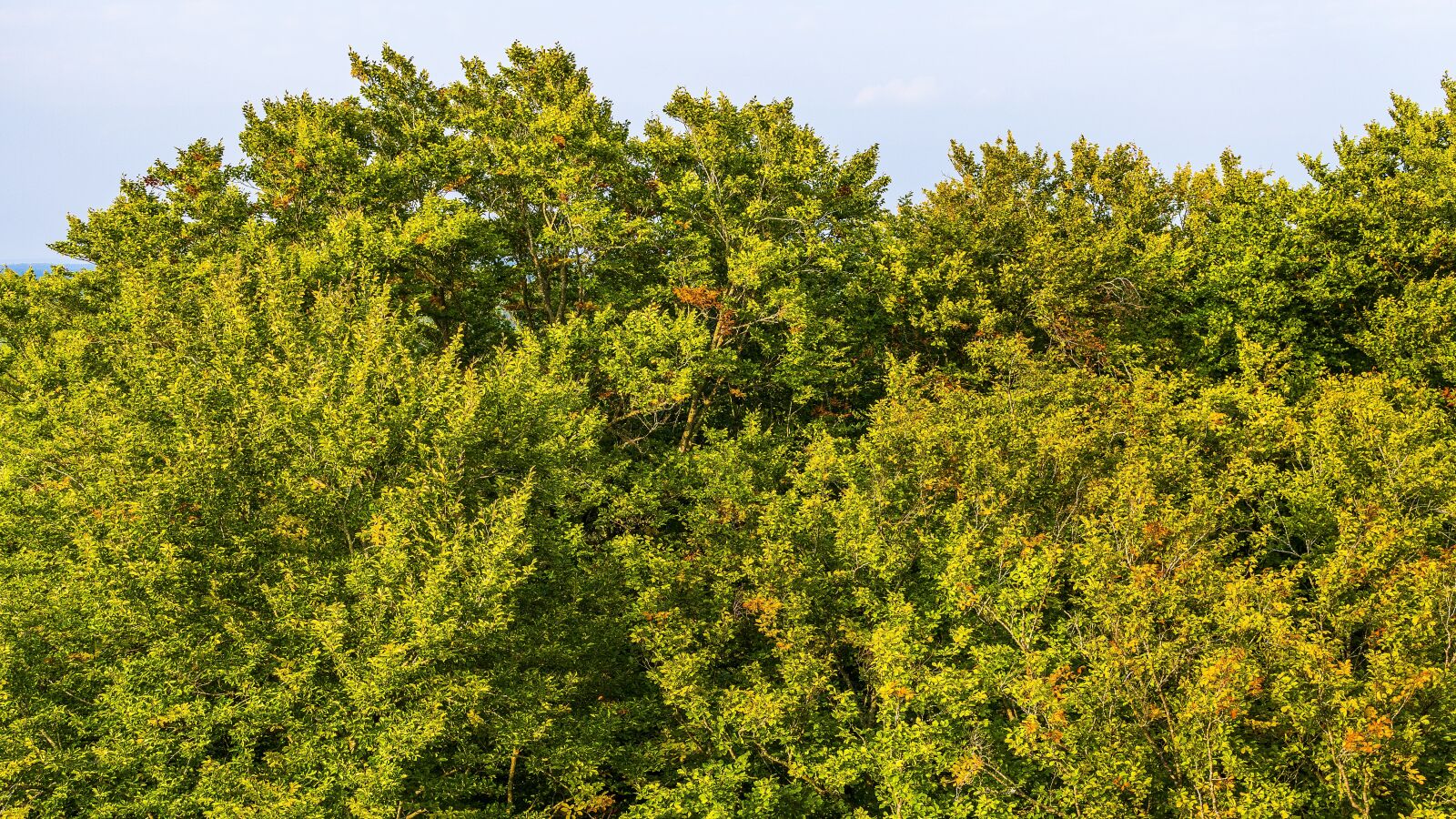 Sony a6300 + Sigma 30mm F2.8 EX DN sample photo. Autumn, trees, fall color photography